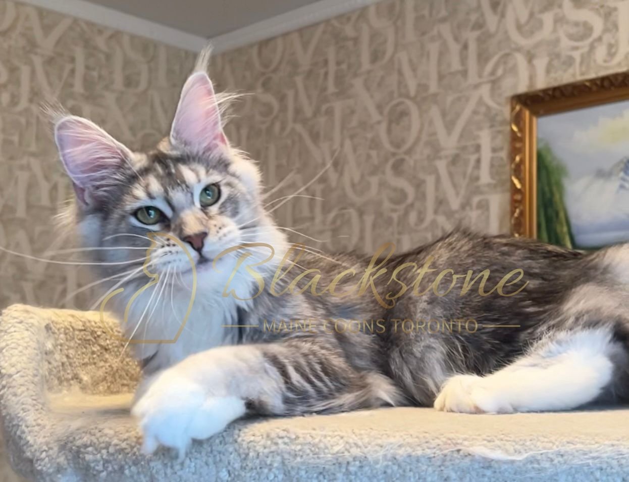 eZy Watermark_08-12-2025_01-58-13-4090PM.JPG