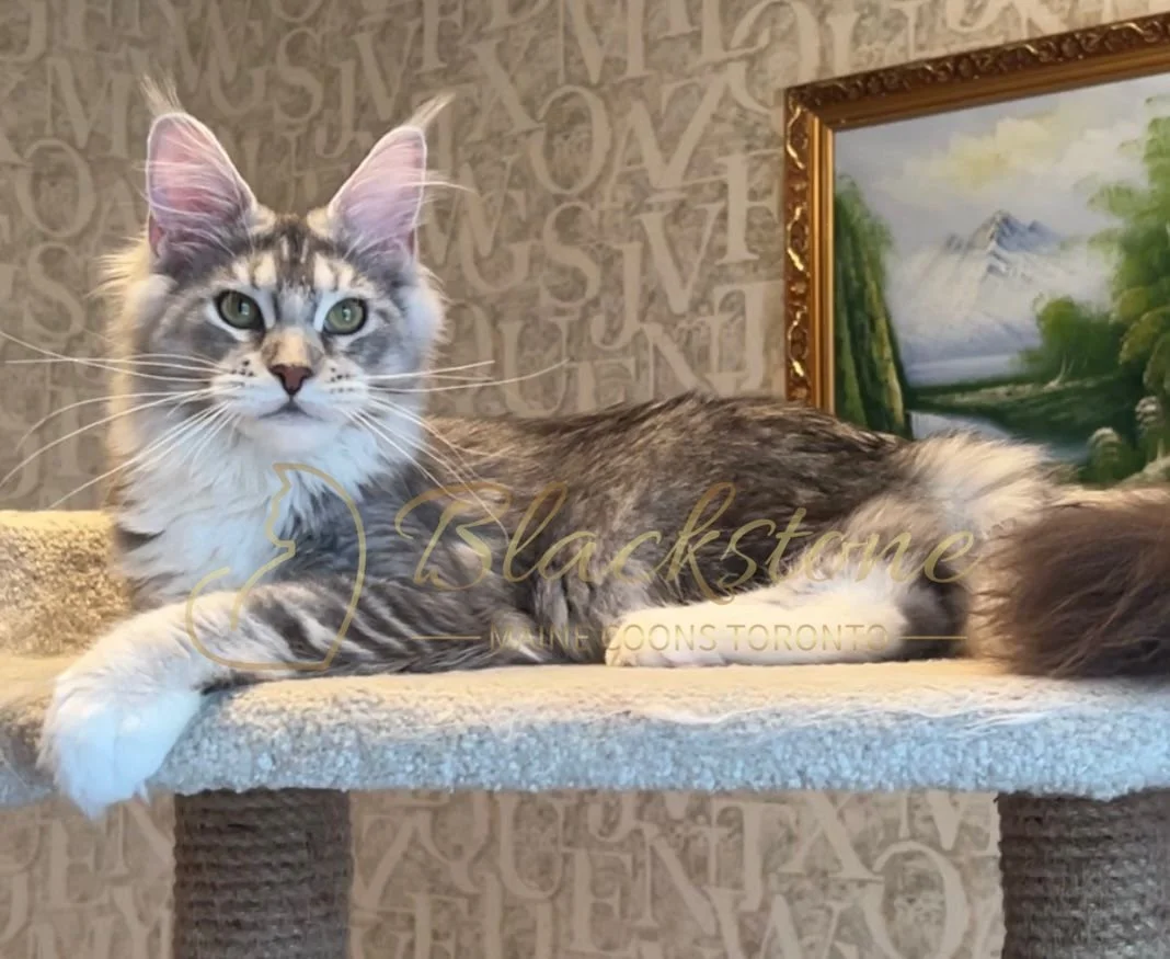 eZy Watermark_08-12-2025_01-58-13-4870PM.JPG