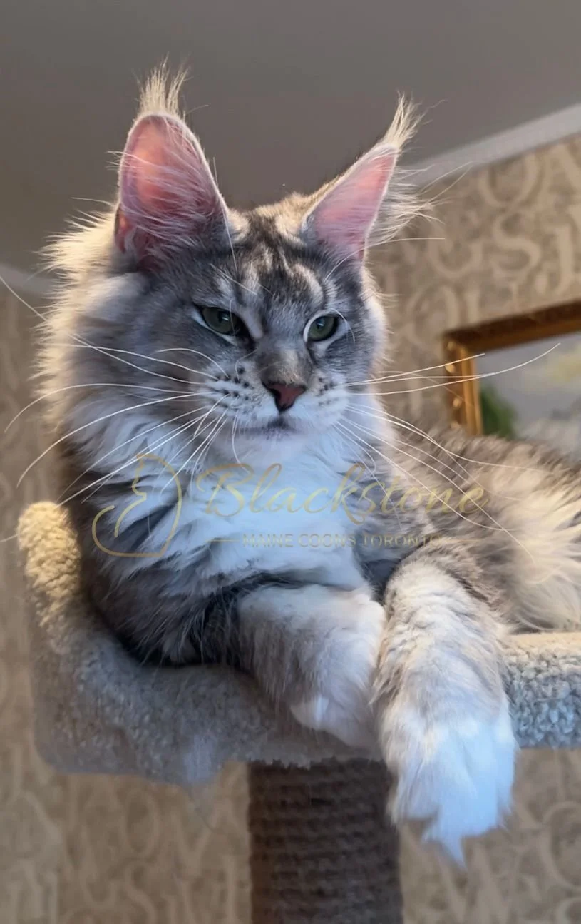 eZy Watermark_08-12-2025_01-58-13-5580PM.JPG