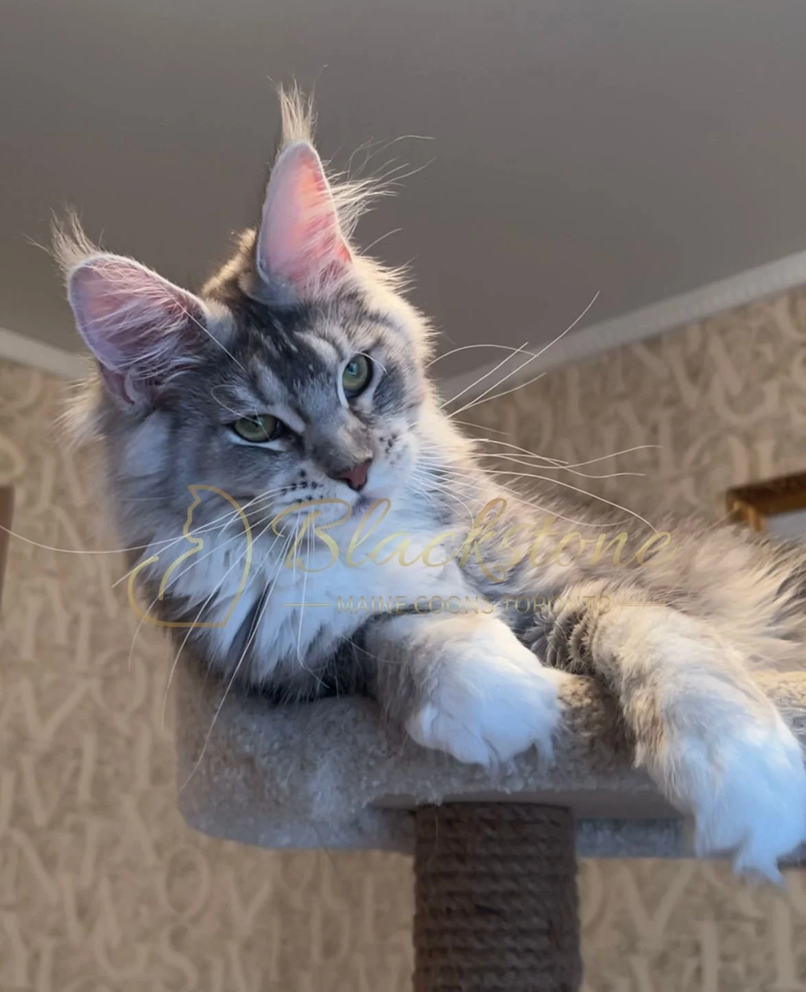 eZy Watermark_08-12-2025_01-58-13-6350PM.JPG