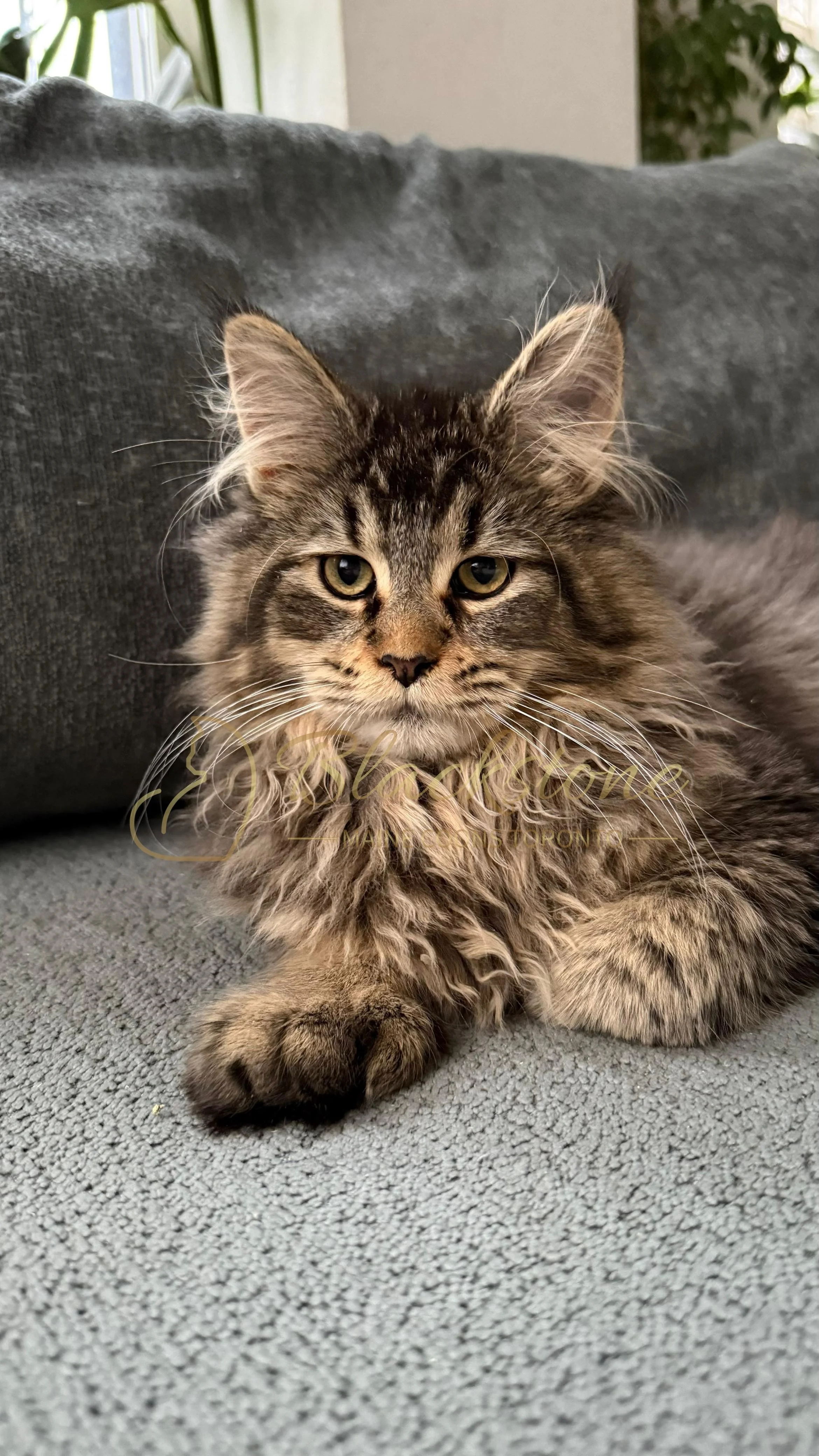 eZy Watermark_08-12-2025_01-58-16-2930PM.JPG