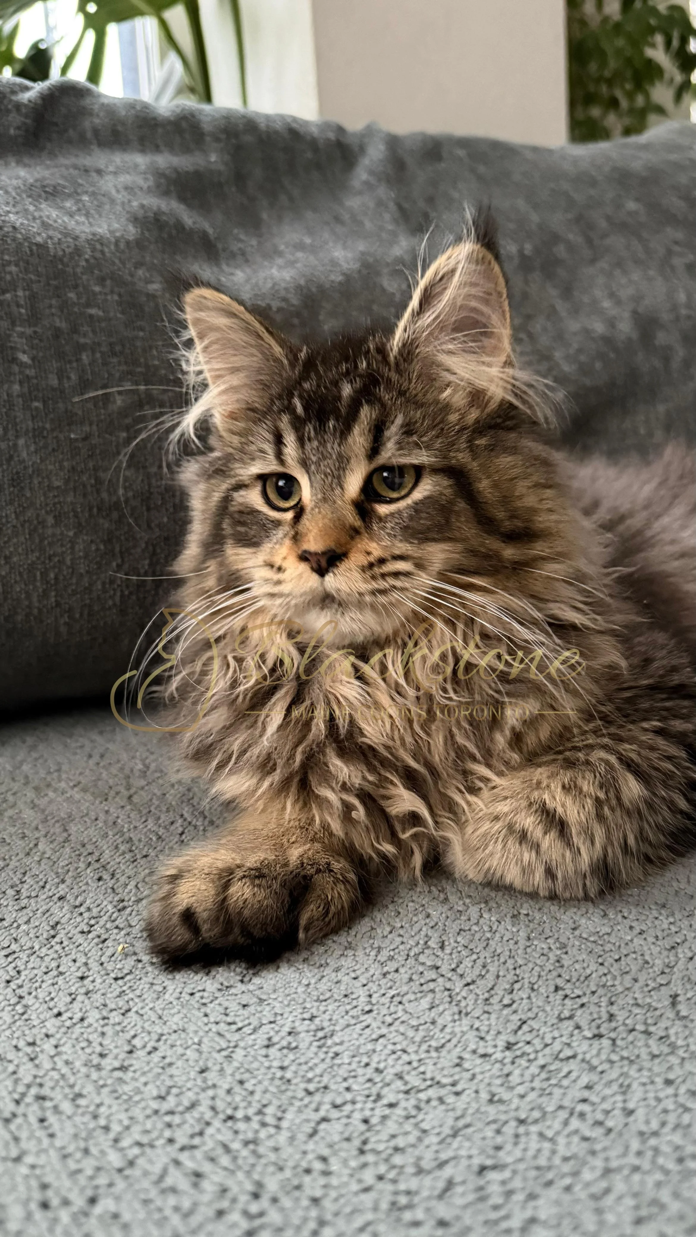 eZy Watermark_08-12-2025_01-58-16-4460PM.JPG