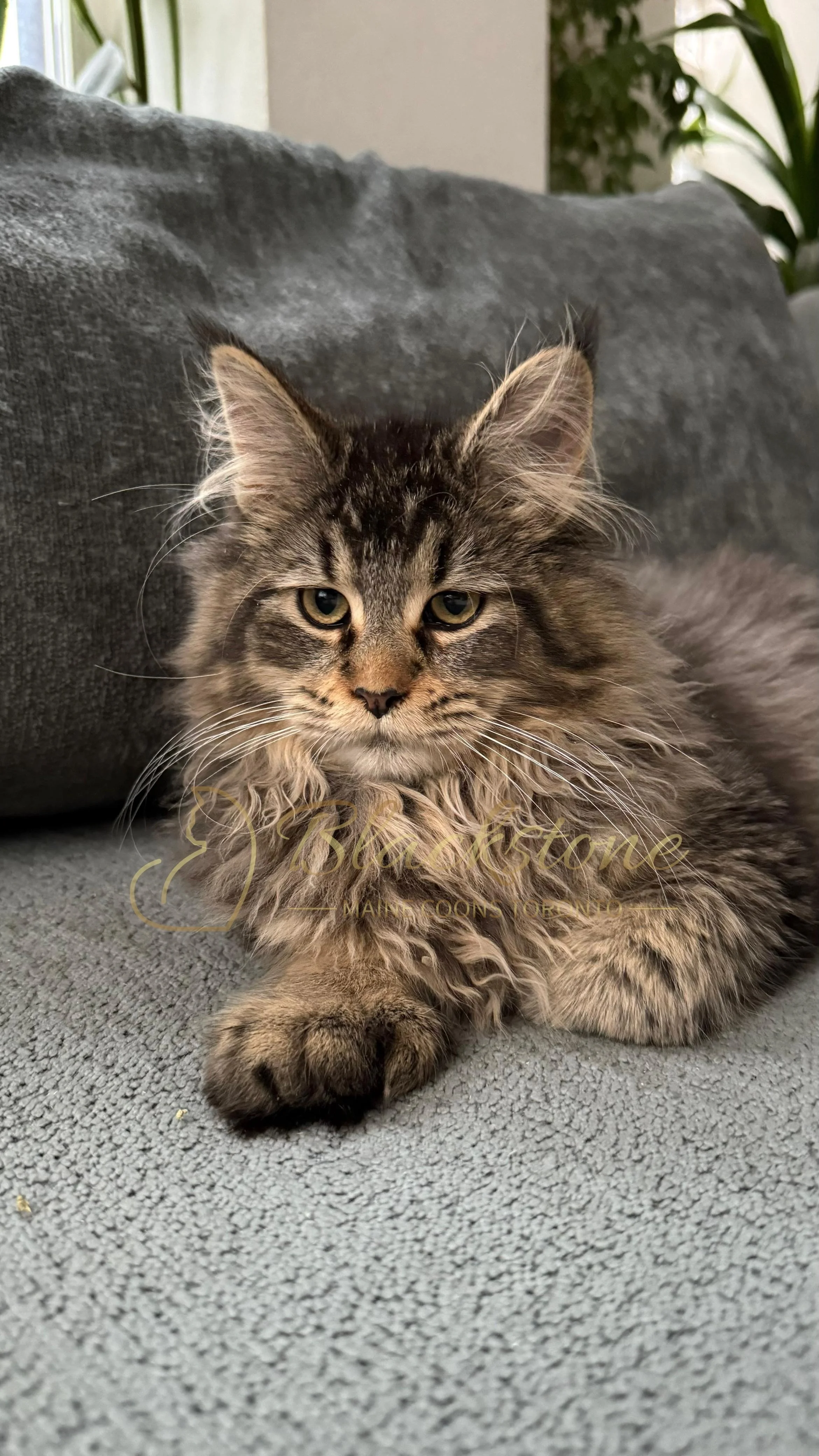 eZy Watermark_08-12-2025_01-58-16-6090PM.JPG