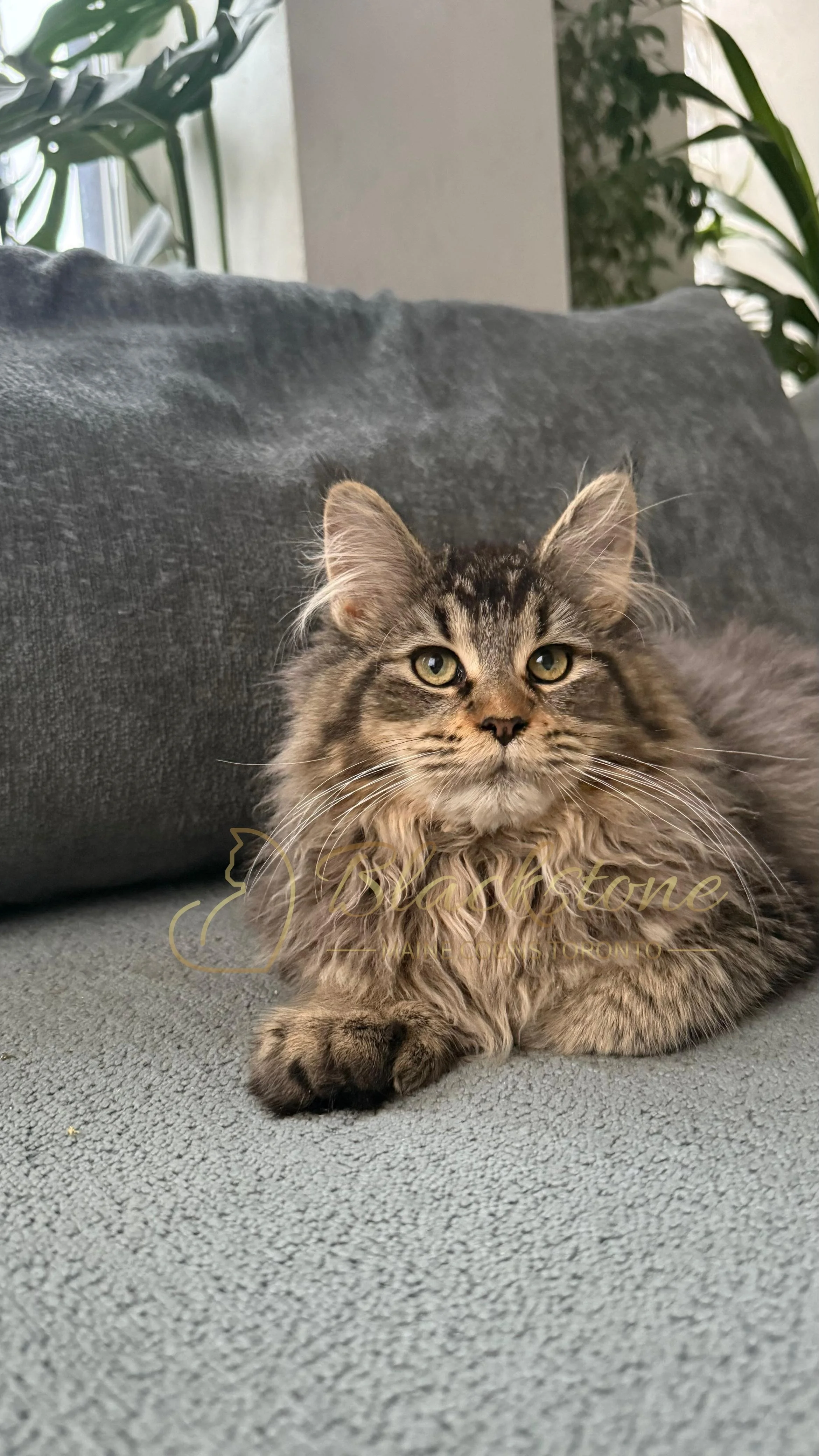 eZy Watermark_08-12-2025_01-58-16-7600PM.JPG