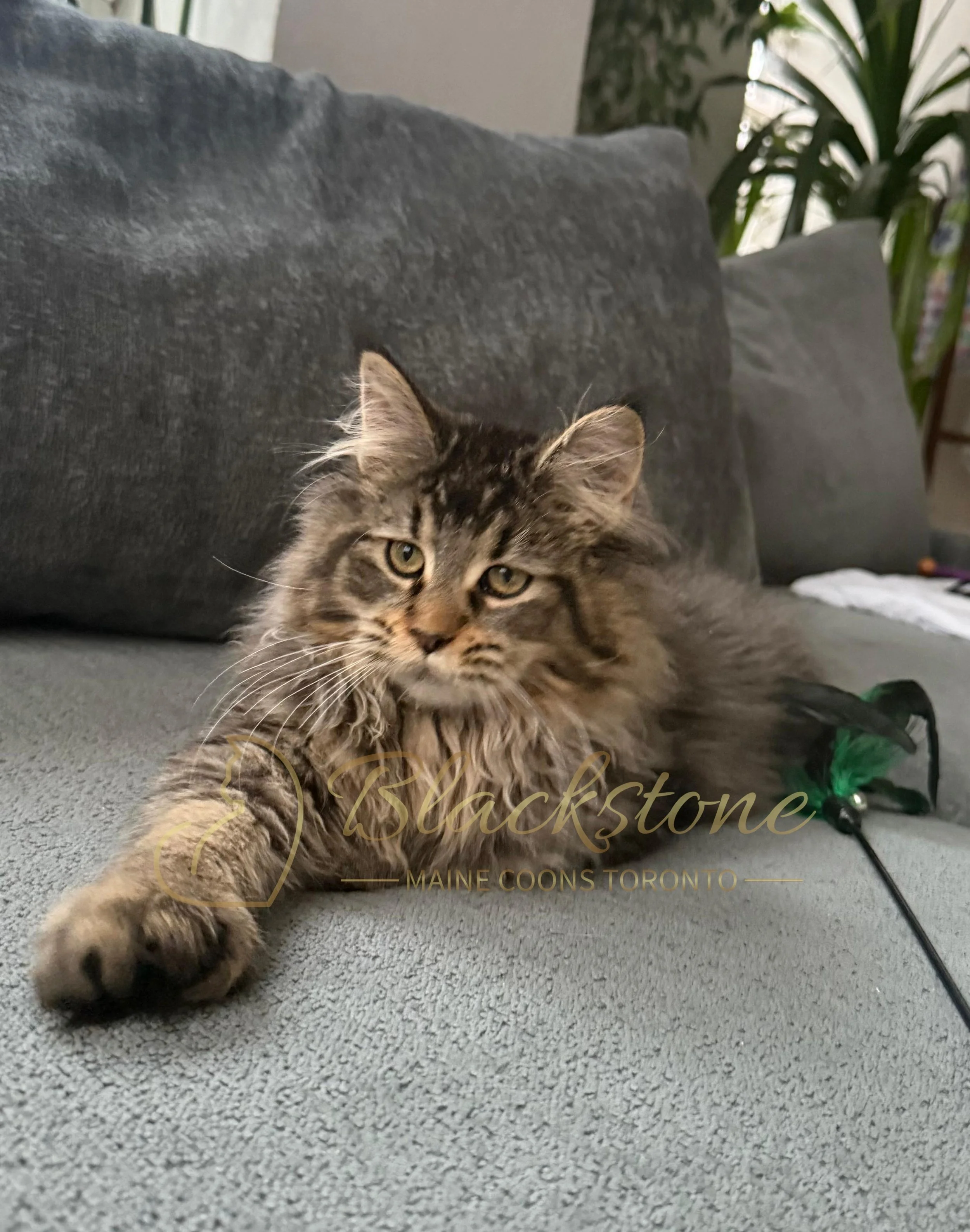 eZy Watermark_08-12-2025_01-58-16-9380PM.JPG