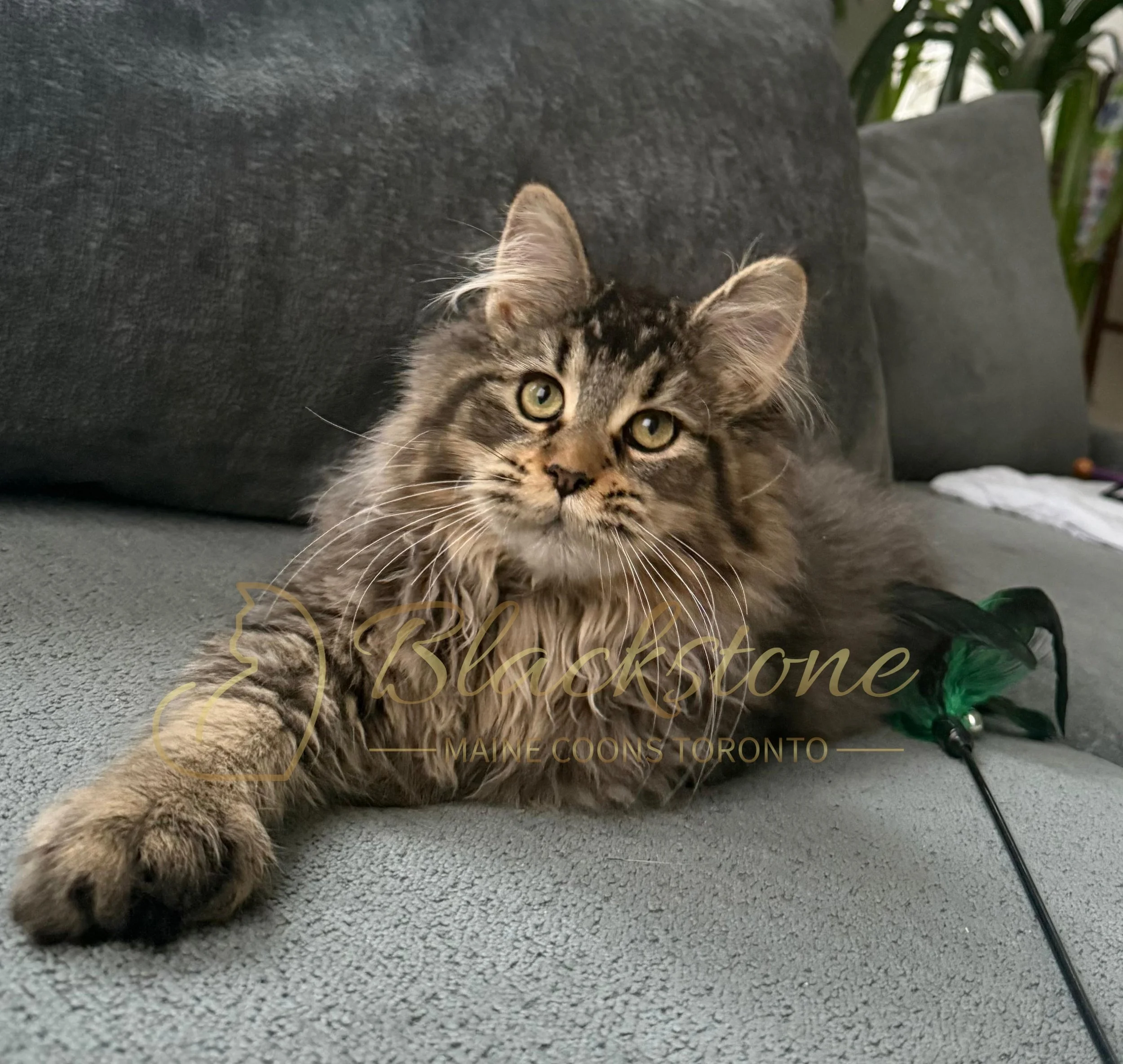 eZy Watermark_08-12-2025_01-58-17-4230PM.JPG