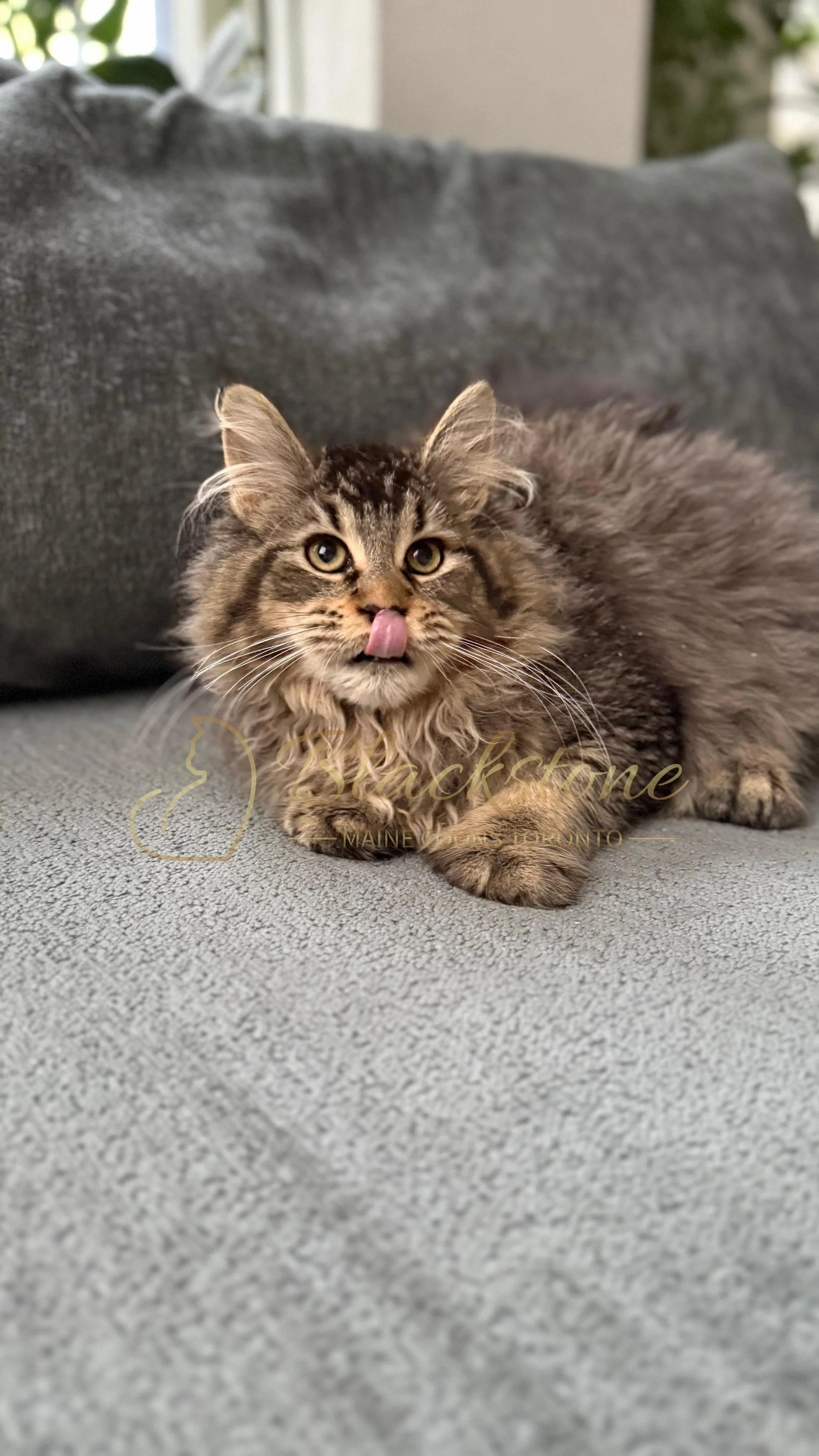 eZy Watermark_08-12-2025_01-58-17-5650PM.JPG