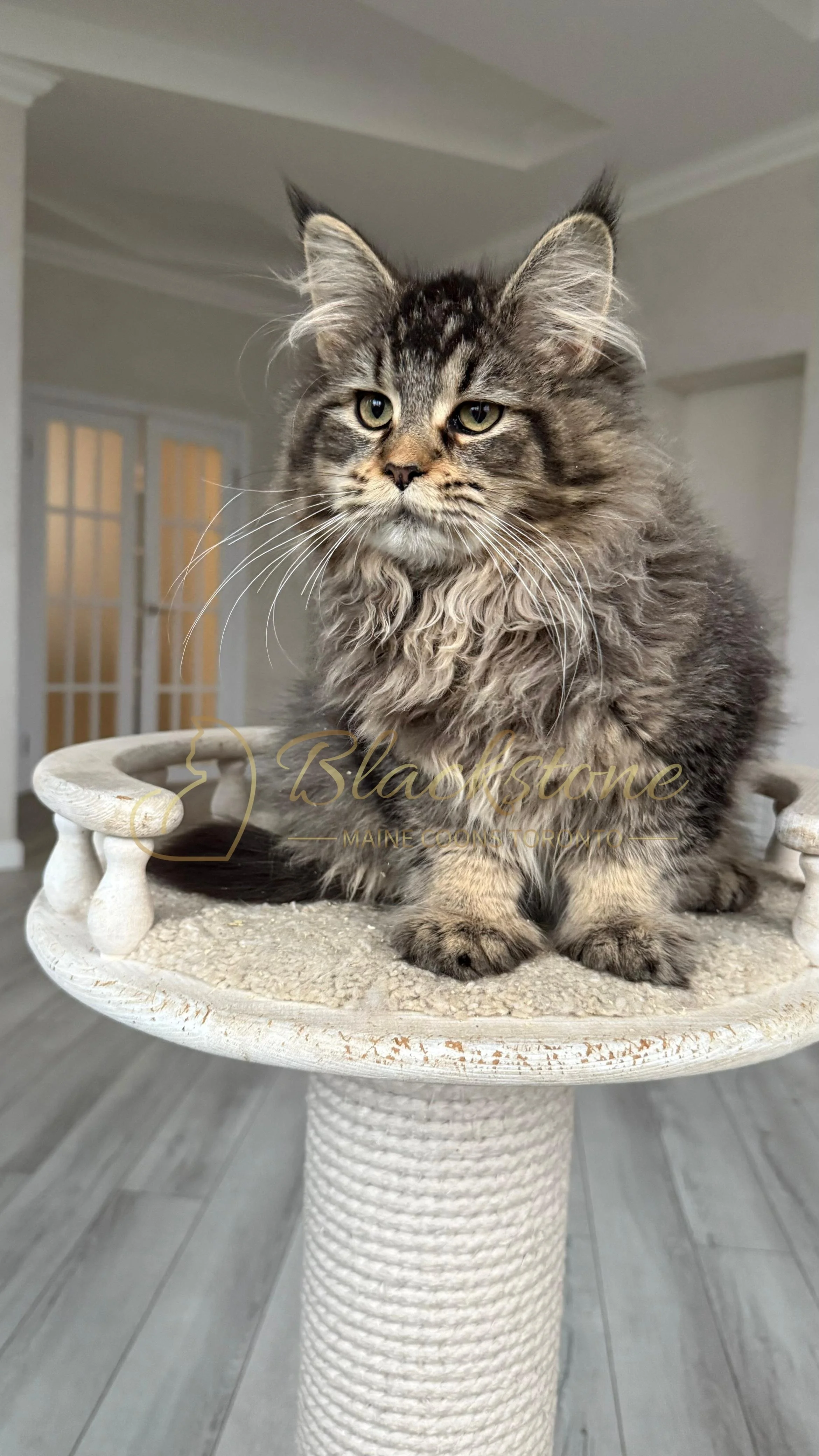 eZy Watermark_08-12-2025_01-58-17-8640PM.JPG