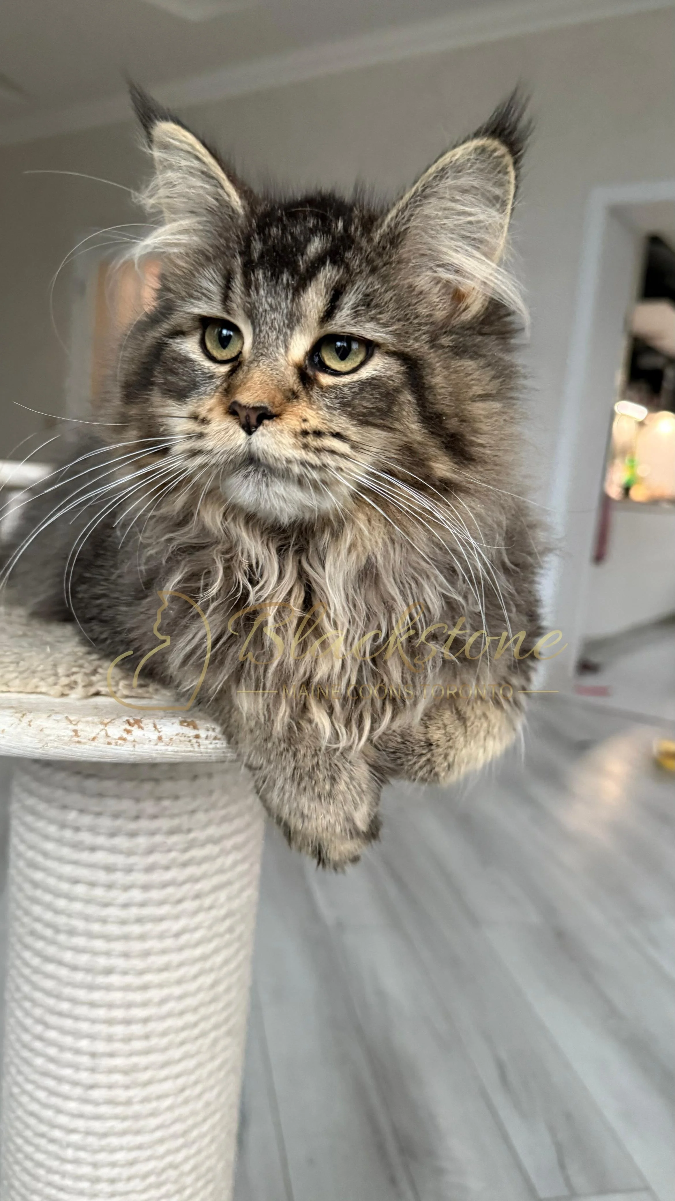 eZy Watermark_08-12-2025_01-58-18-0100PM.JPG