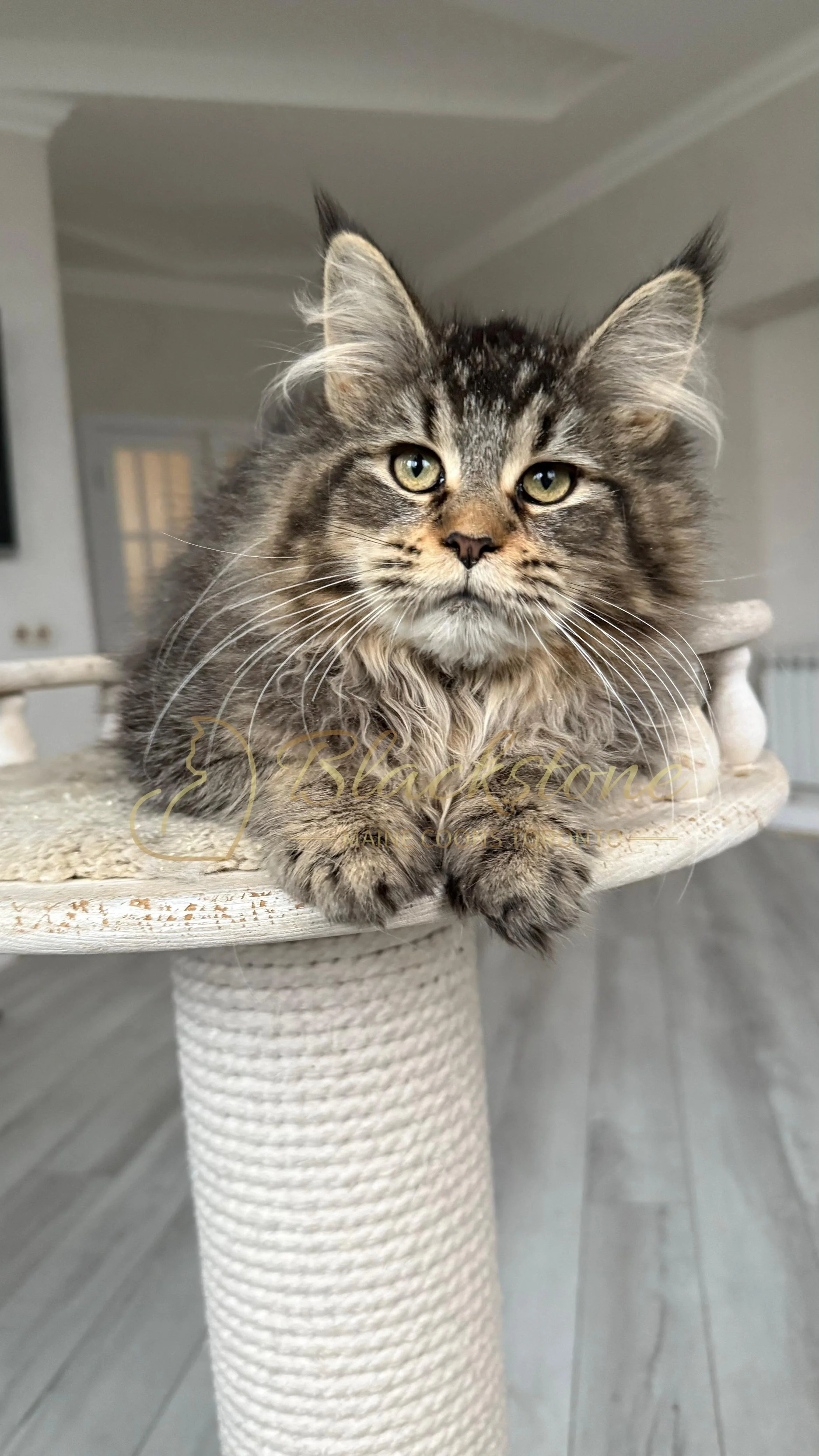 eZy Watermark_08-12-2025_01-58-18-1640PM.JPG