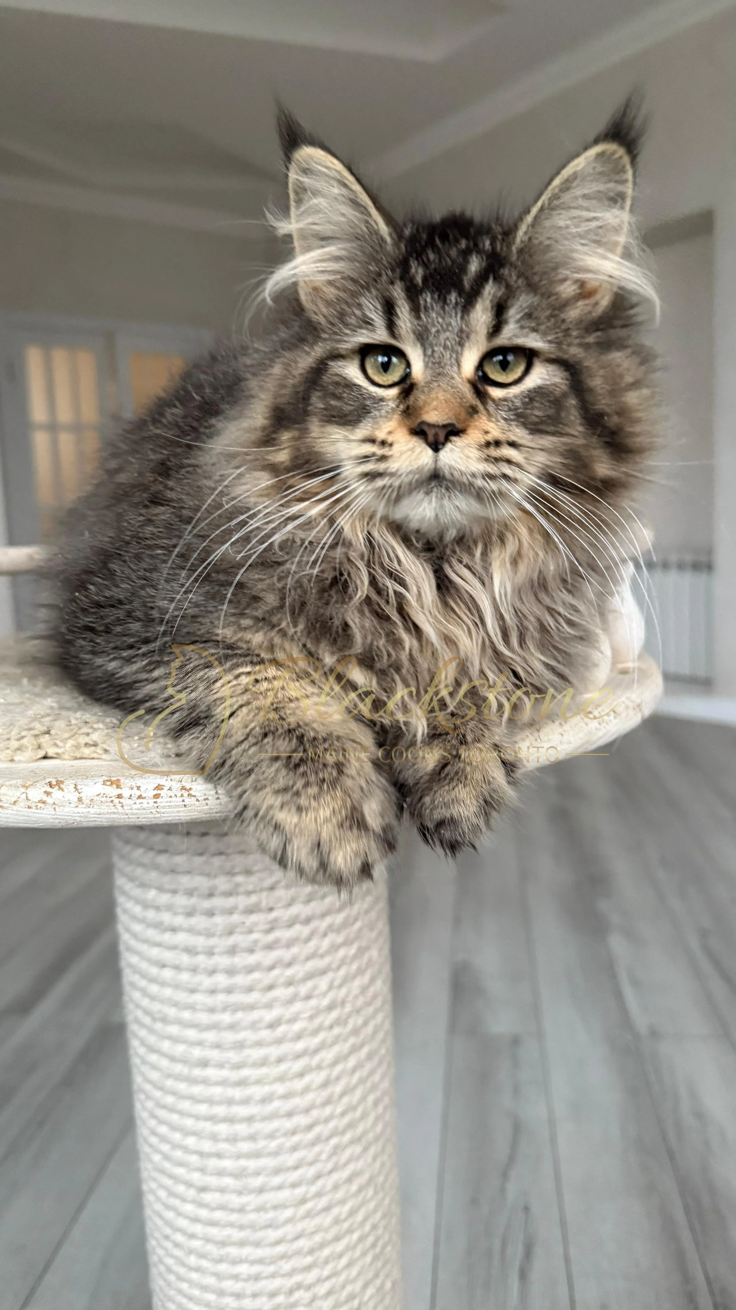 eZy Watermark_08-12-2025_01-58-18-3070PM.JPG