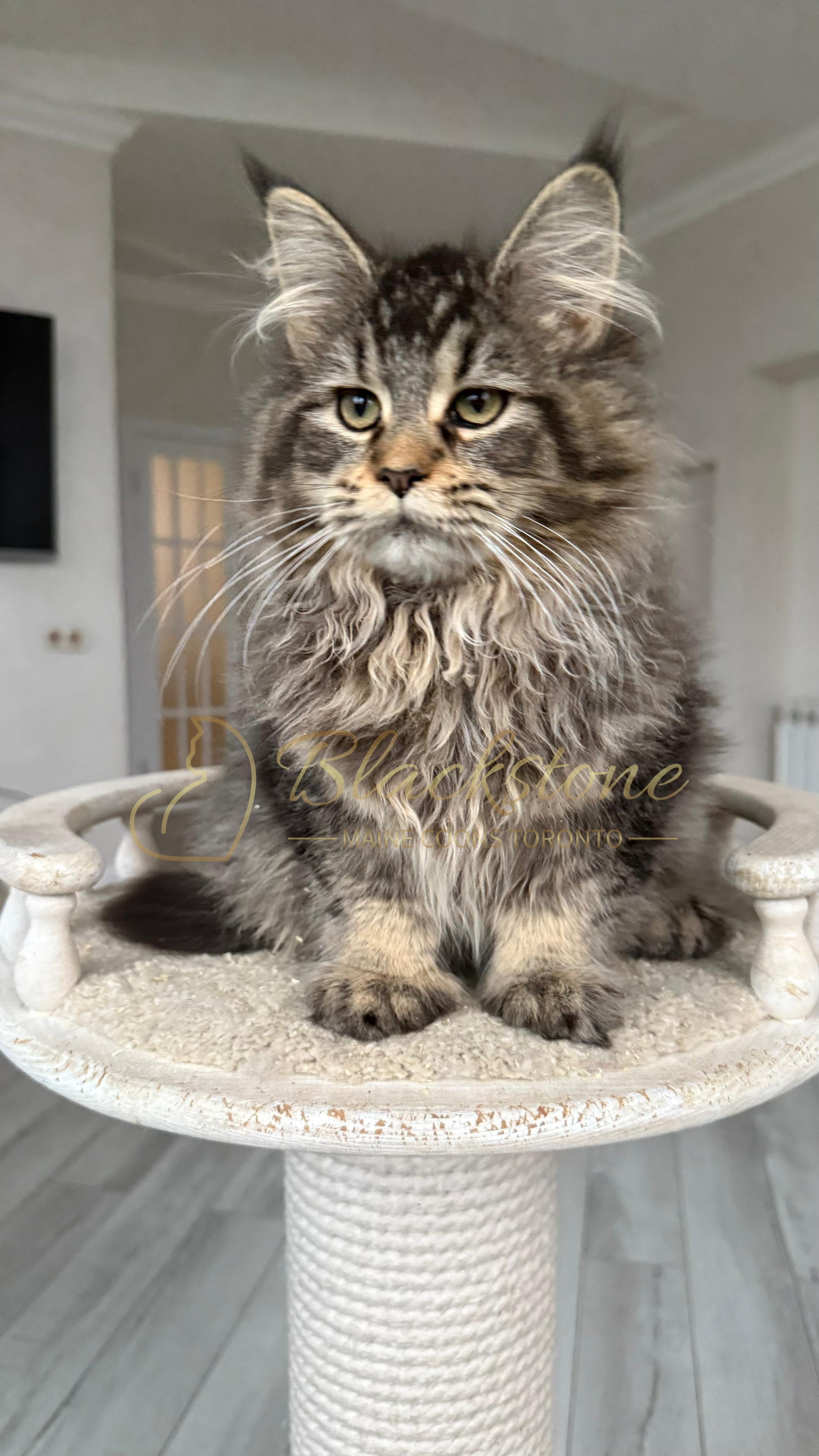 eZy Watermark_08-12-2025_01-58-18-4520PM.JPG