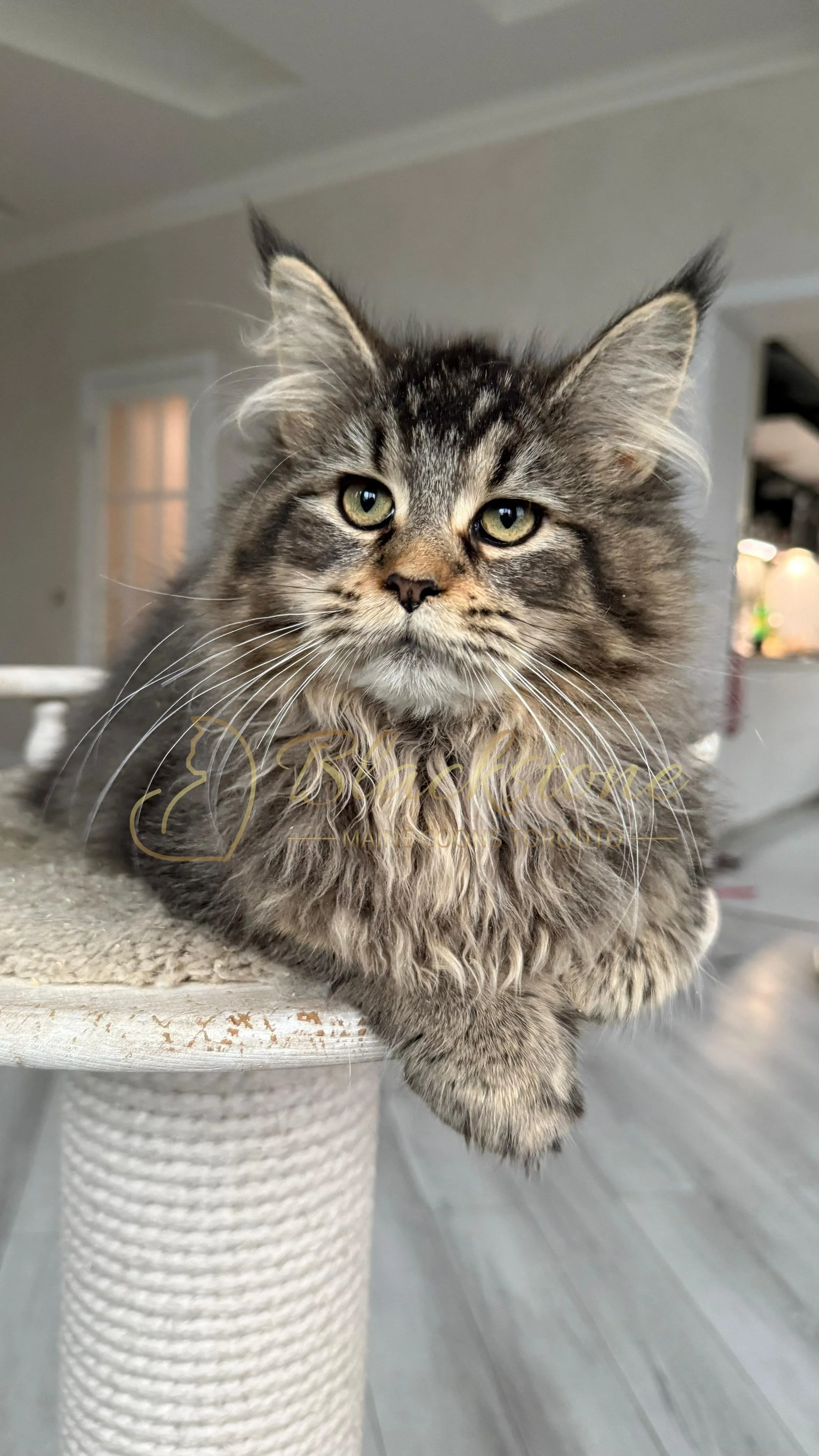 eZy Watermark_08-12-2025_01-58-18-7450PM.JPG