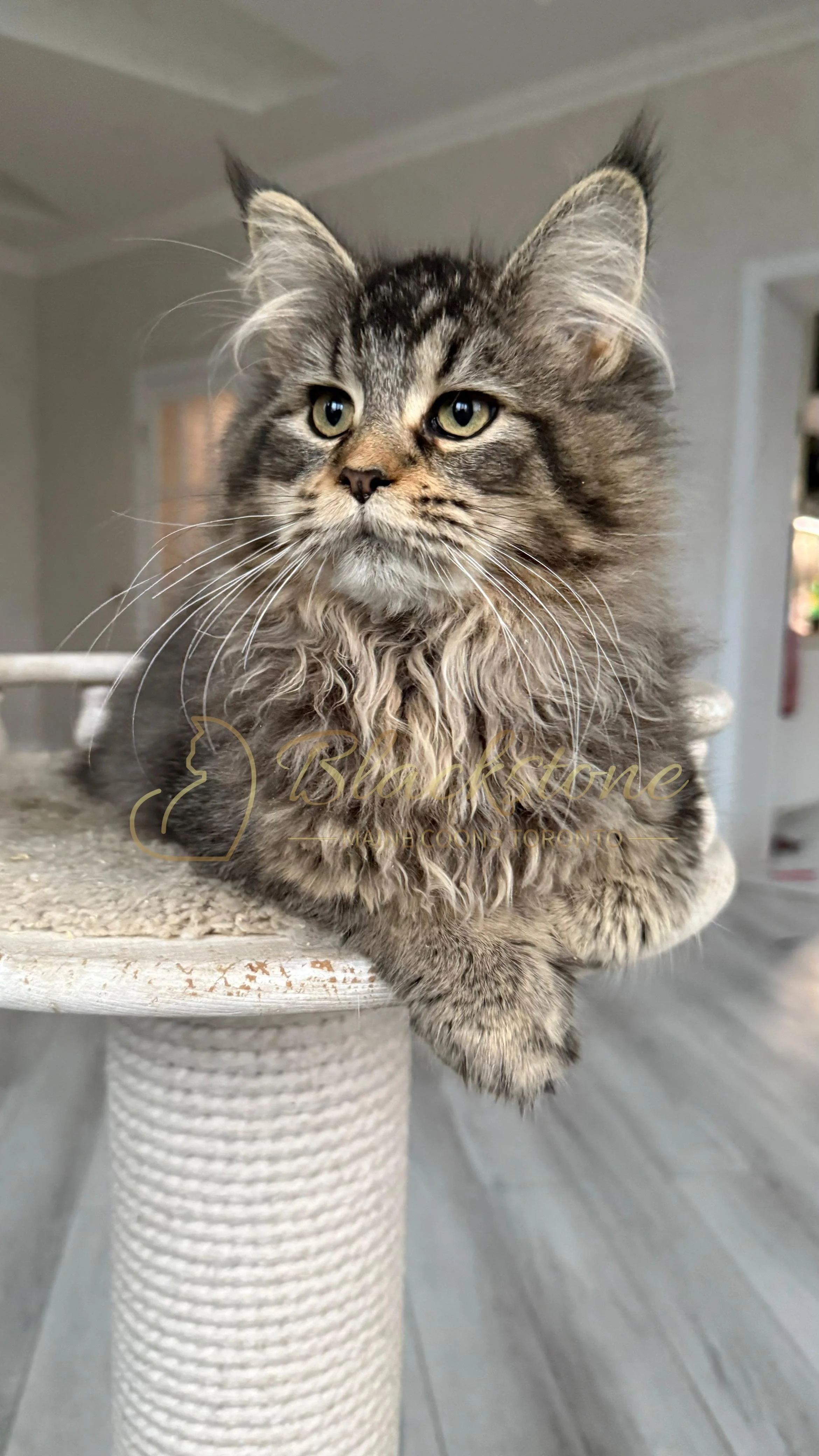 eZy Watermark_08-12-2025_01-58-19-0400PM.JPG