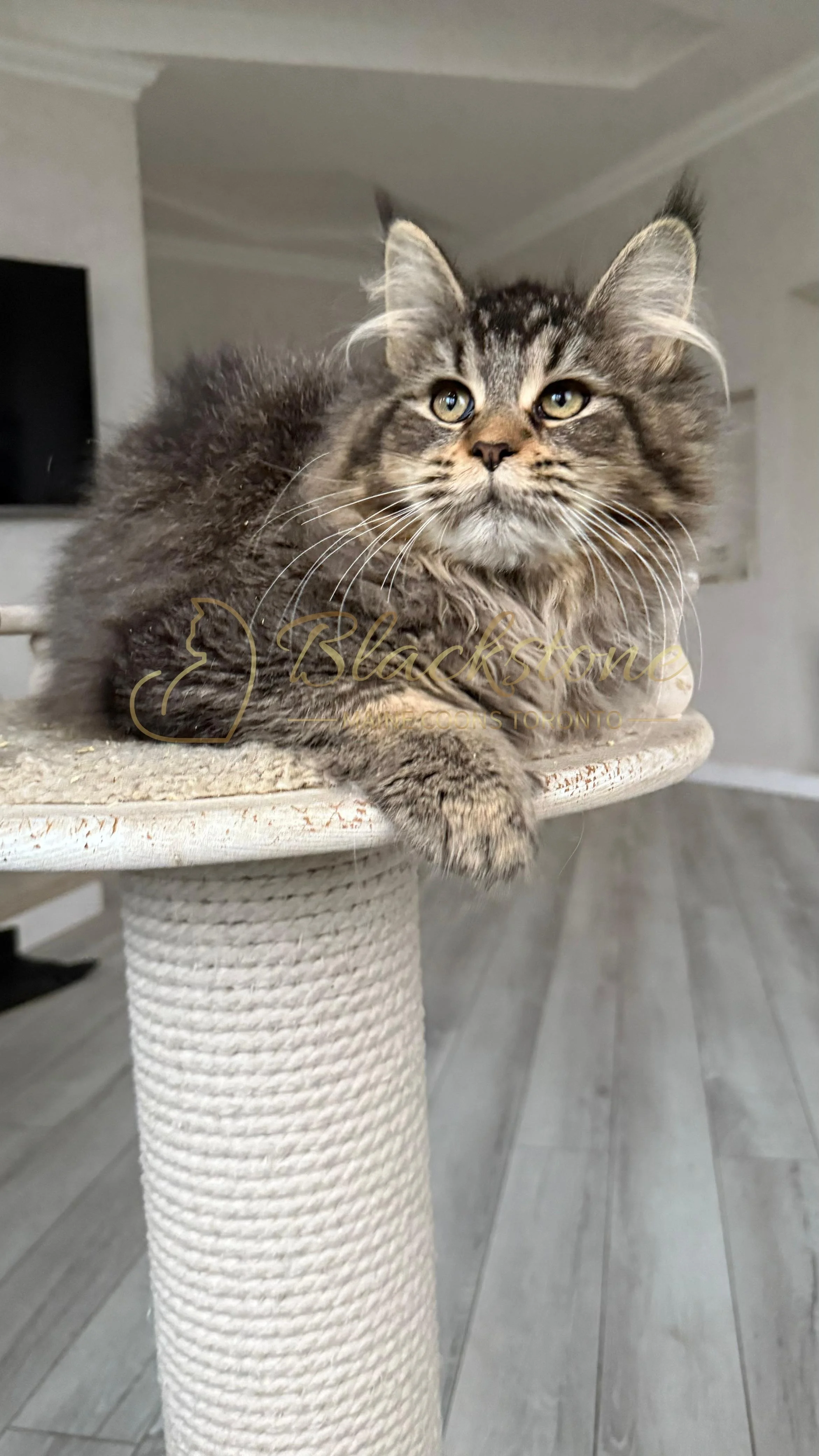 eZy Watermark_08-12-2025_01-58-19-1880PM.JPG