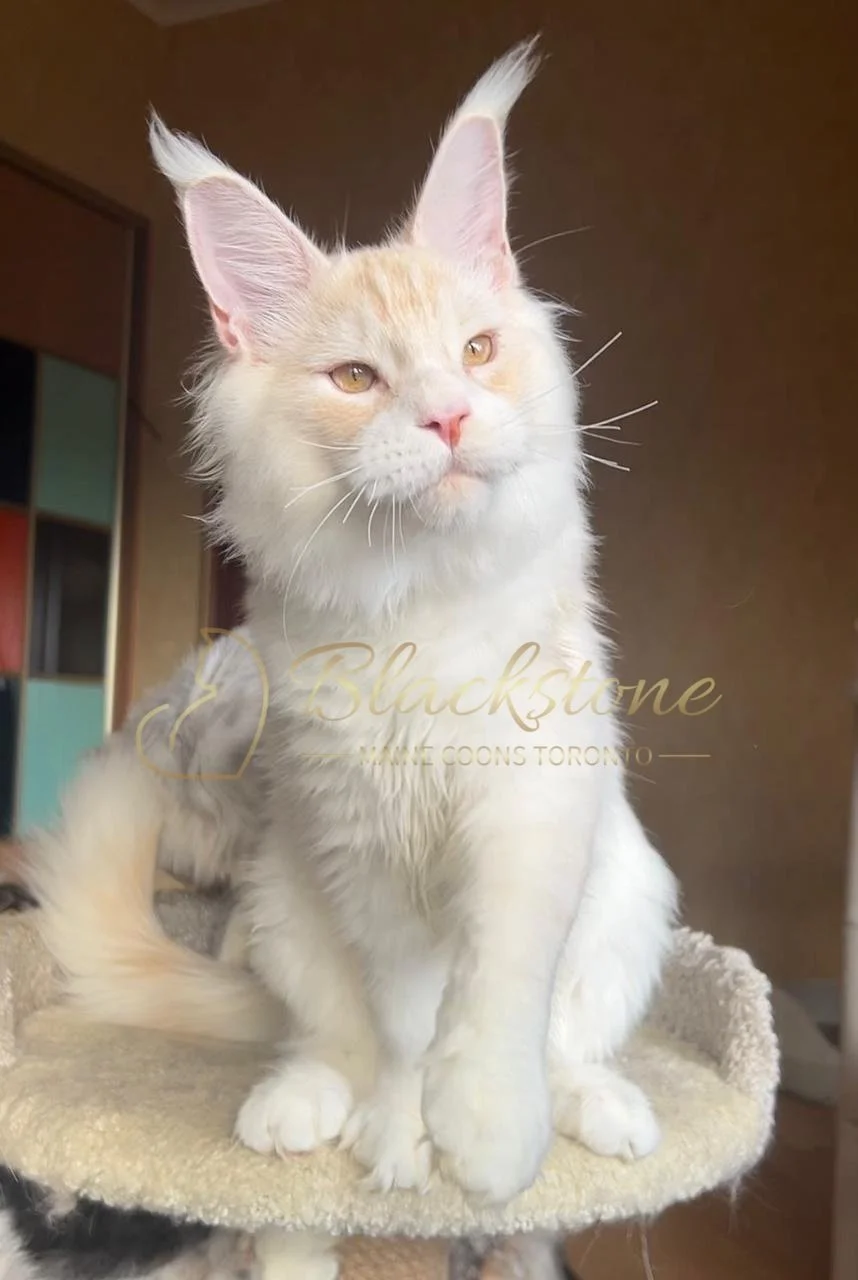 eZy Watermark_03-12-2025_06-18-30-0100PM.JPG