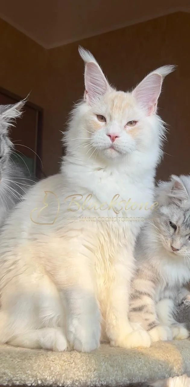 eZy Watermark_03-12-2025_06-18-30-2380PM.JPG