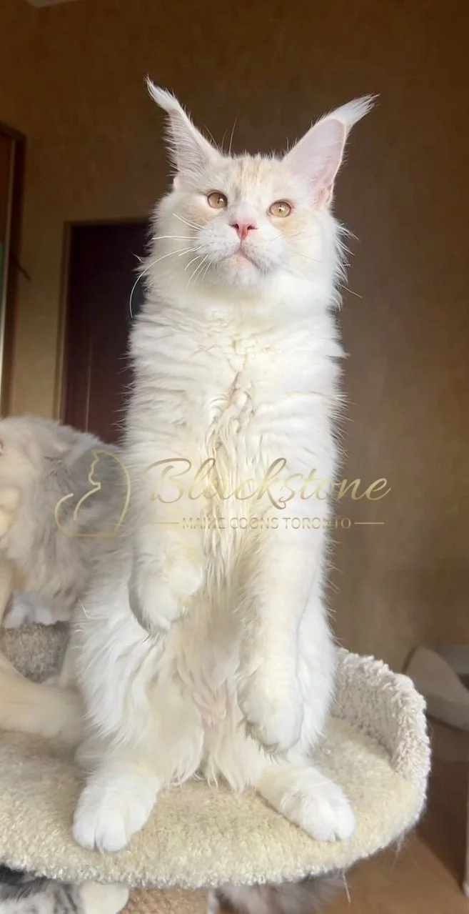 eZy Watermark_03-12-2025_06-18-30-3130PM.jpg