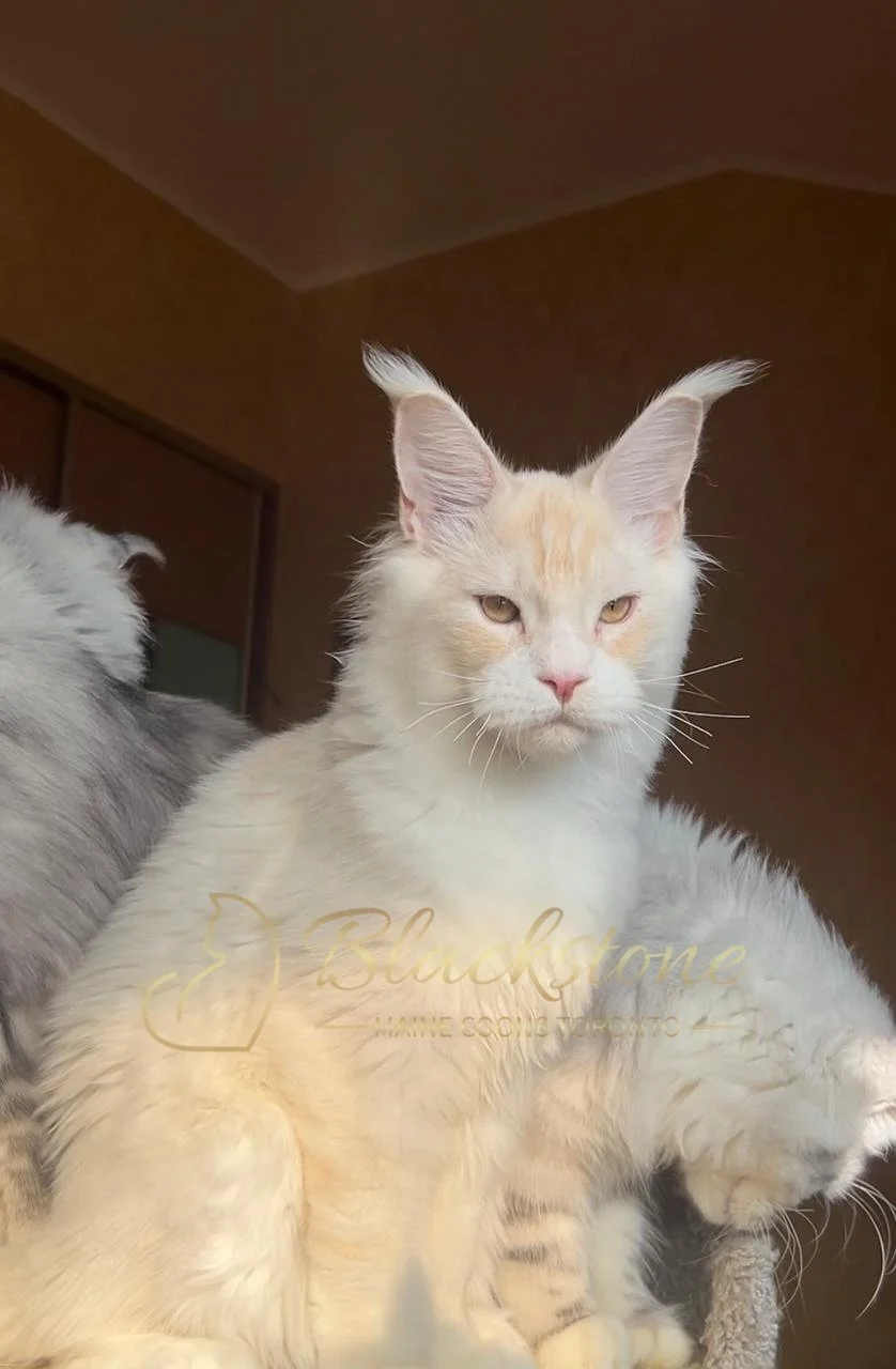 eZy Watermark_03-12-2025_06-18-30-3860PM.JPG