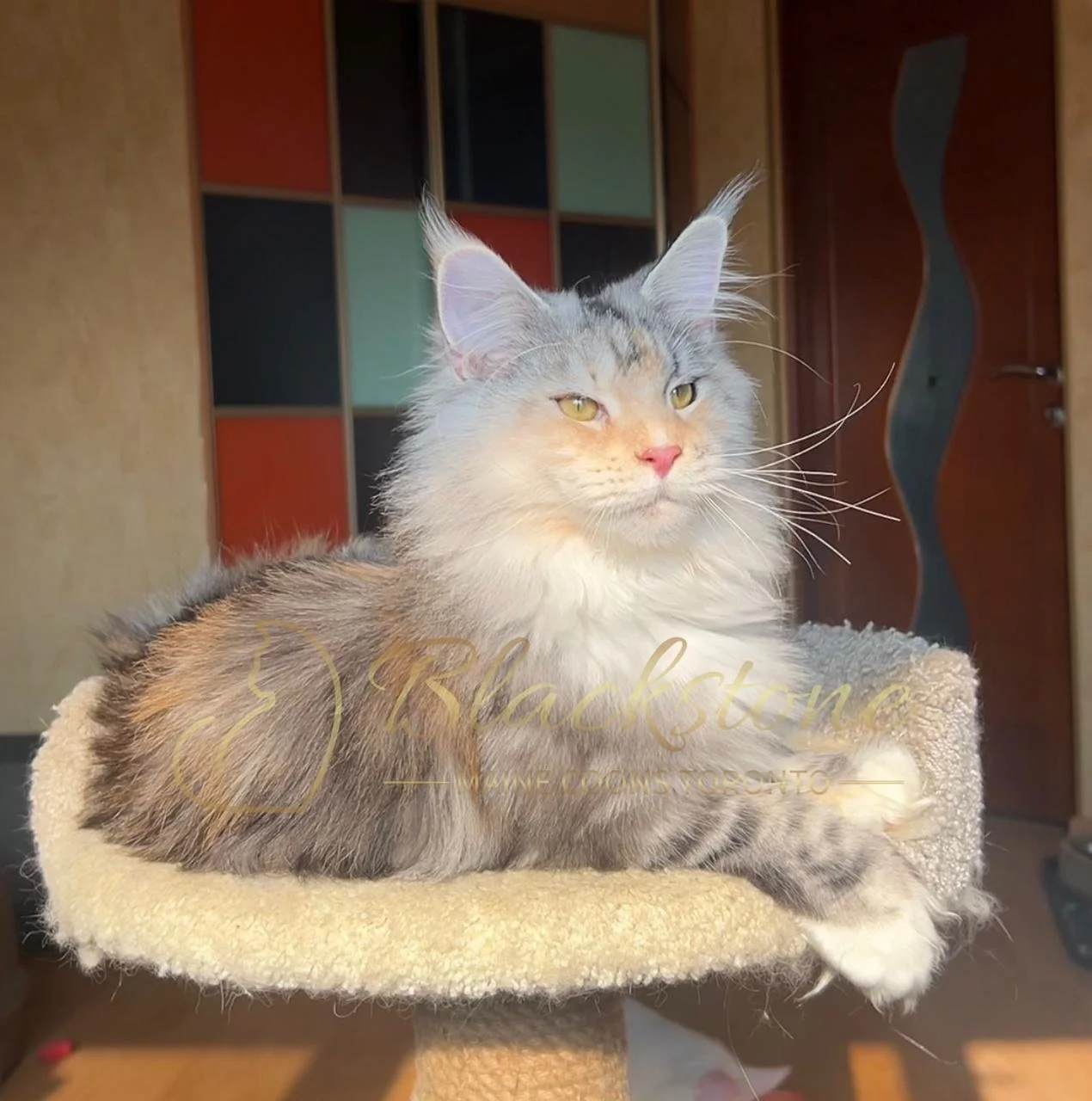 eZy Watermark_03-12-2025_06-18-30-4790PM.JPG