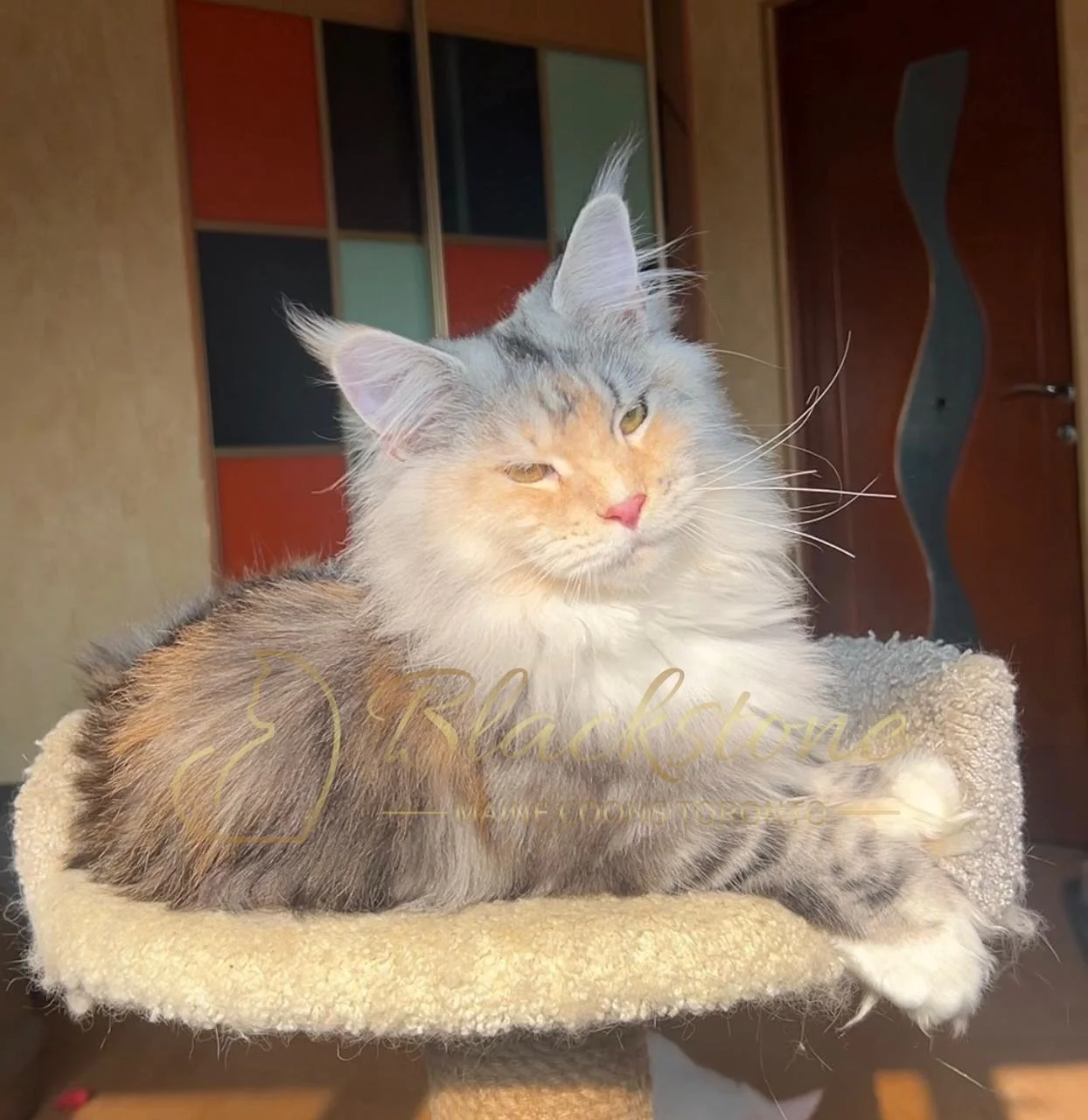 eZy Watermark_03-12-2025_06-18-30-5570PM.JPG