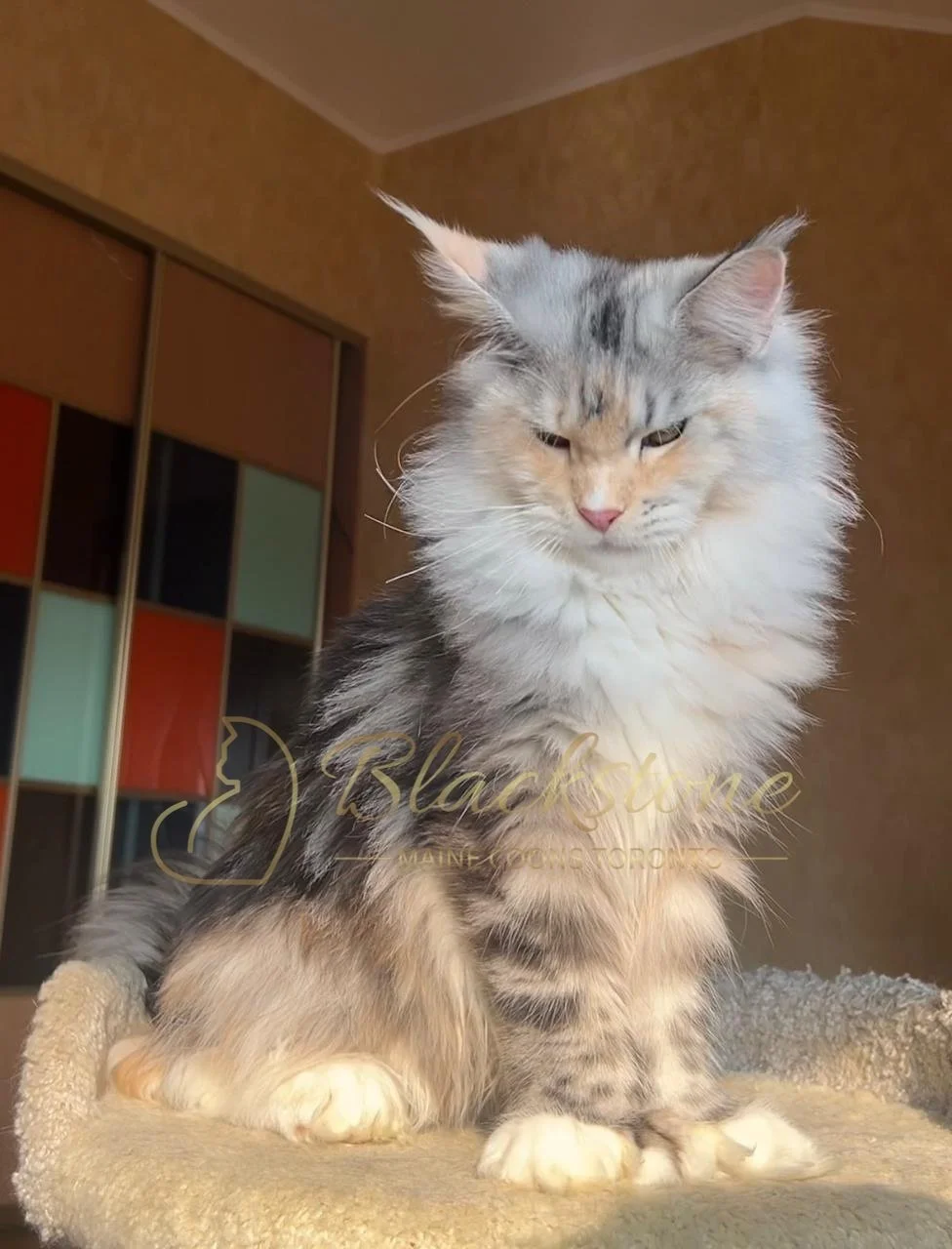 eZy Watermark_03-12-2025_06-18-30-7880PM.JPG