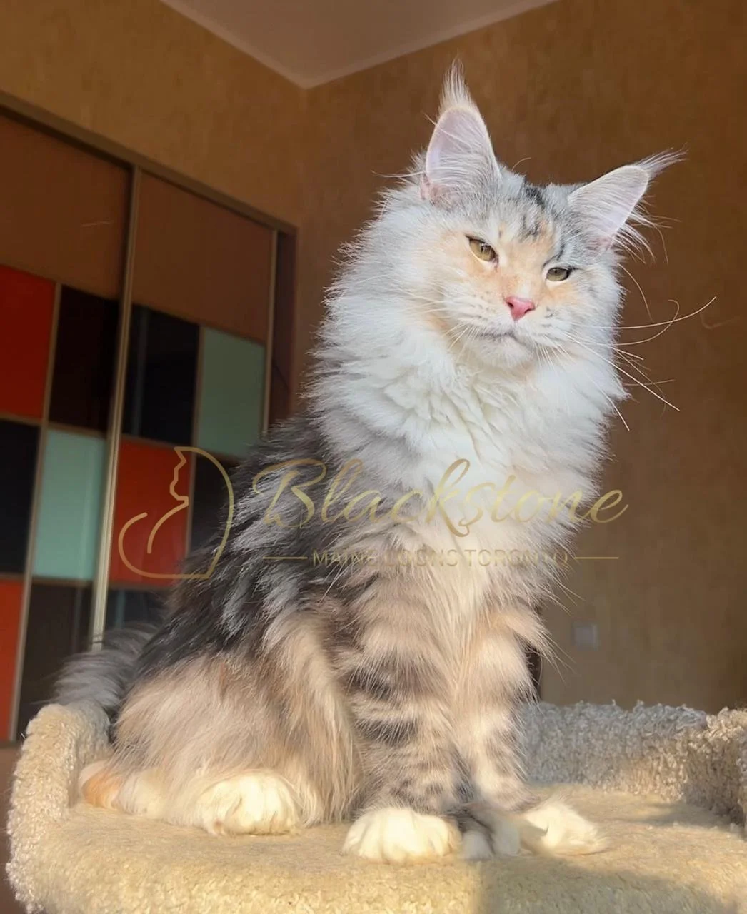 eZy Watermark_03-12-2025_06-31-09-4840PM.JPG