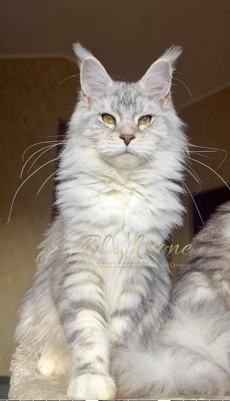 eZy Watermark_03-12-2025_06-18-30-9430PM.jpg