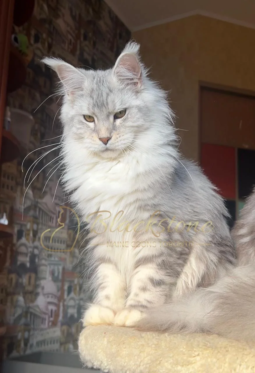 eZy Watermark_03-12-2025_06-18-31-0210PM.JPG