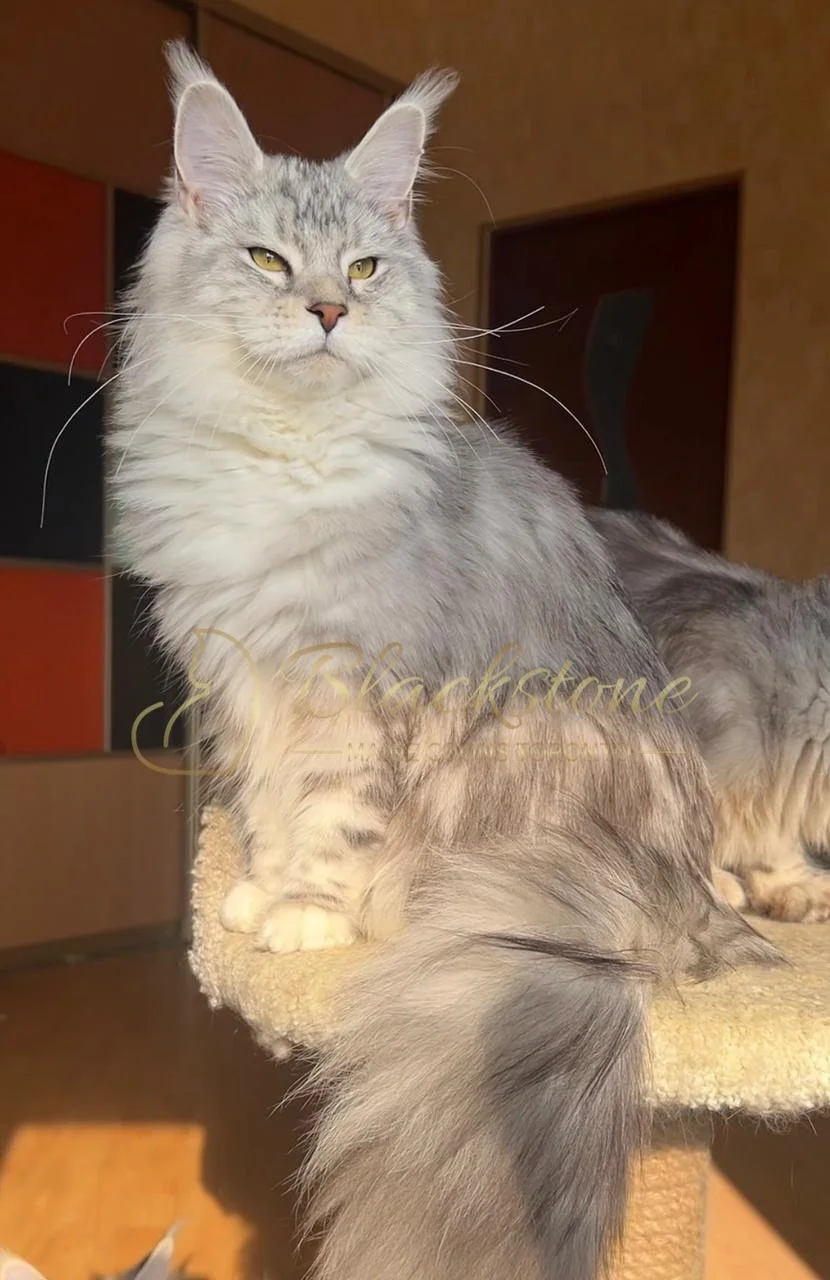 eZy Watermark_03-12-2025_06-18-31-1050PM.JPG