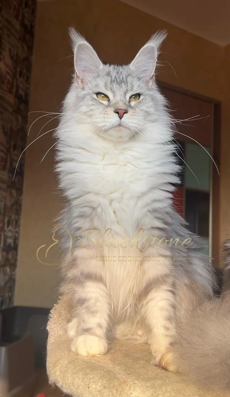 eZy Watermark_03-12-2025_06-18-31-2520PM.JPG