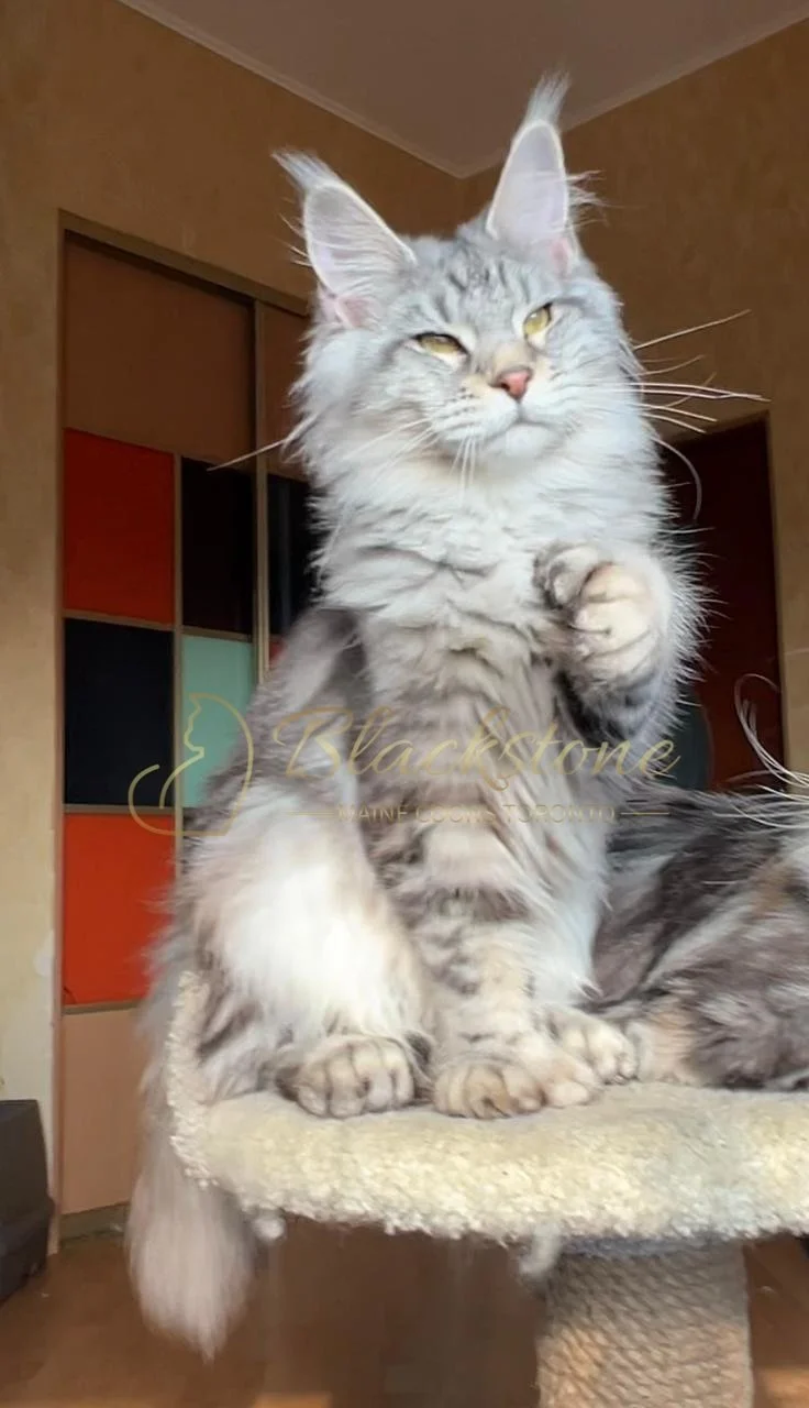 eZy Watermark_03-12-2025_06-18-31-3930PM.JPG