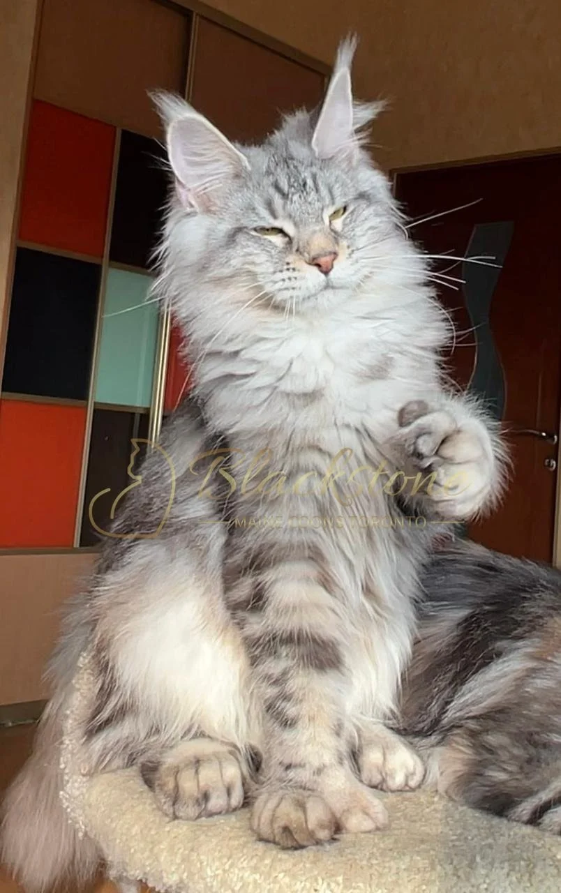 eZy Watermark_03-12-2025_06-18-31-3230PM.JPG