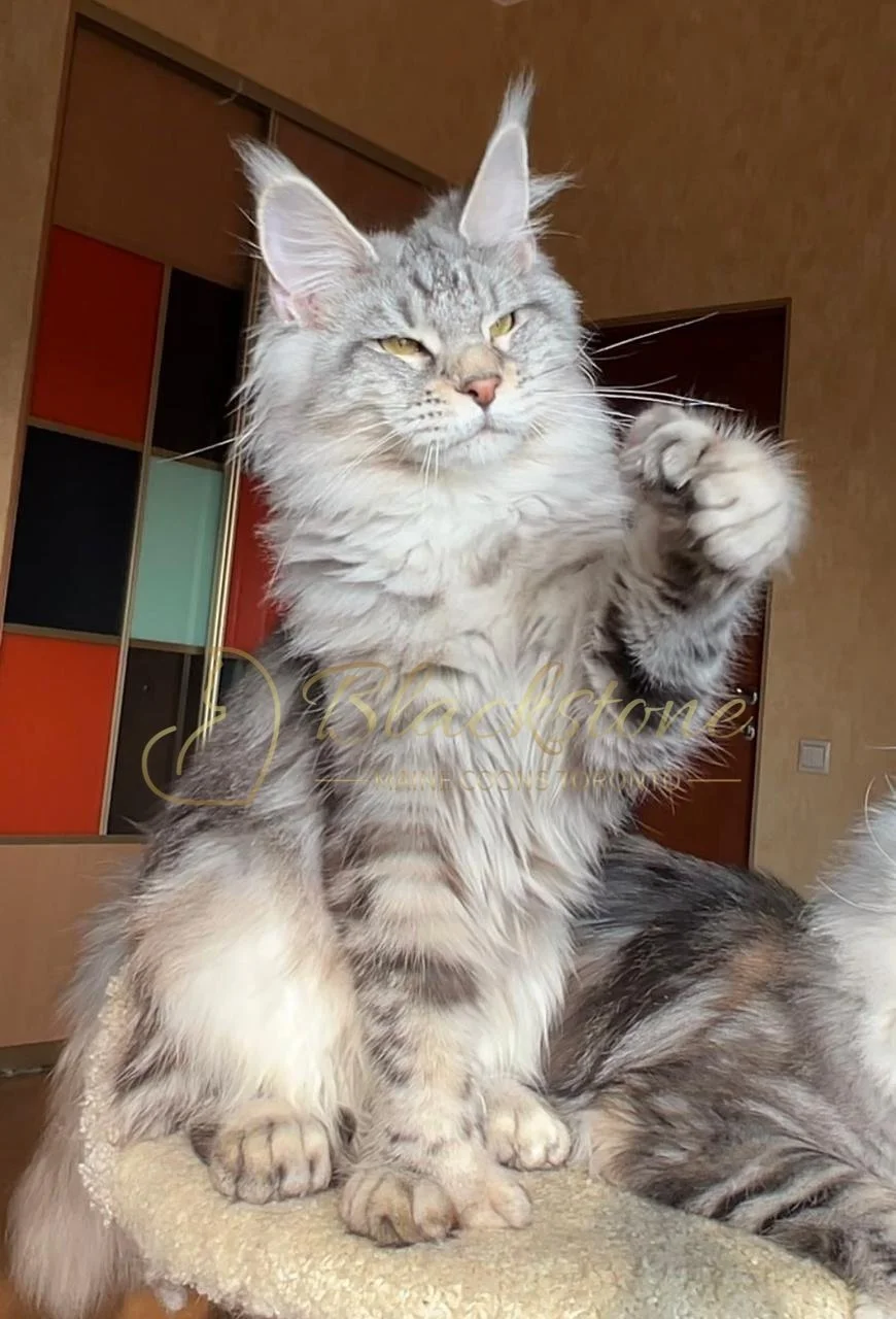 eZy Watermark_03-12-2025_06-18-31-4700PM.JPG