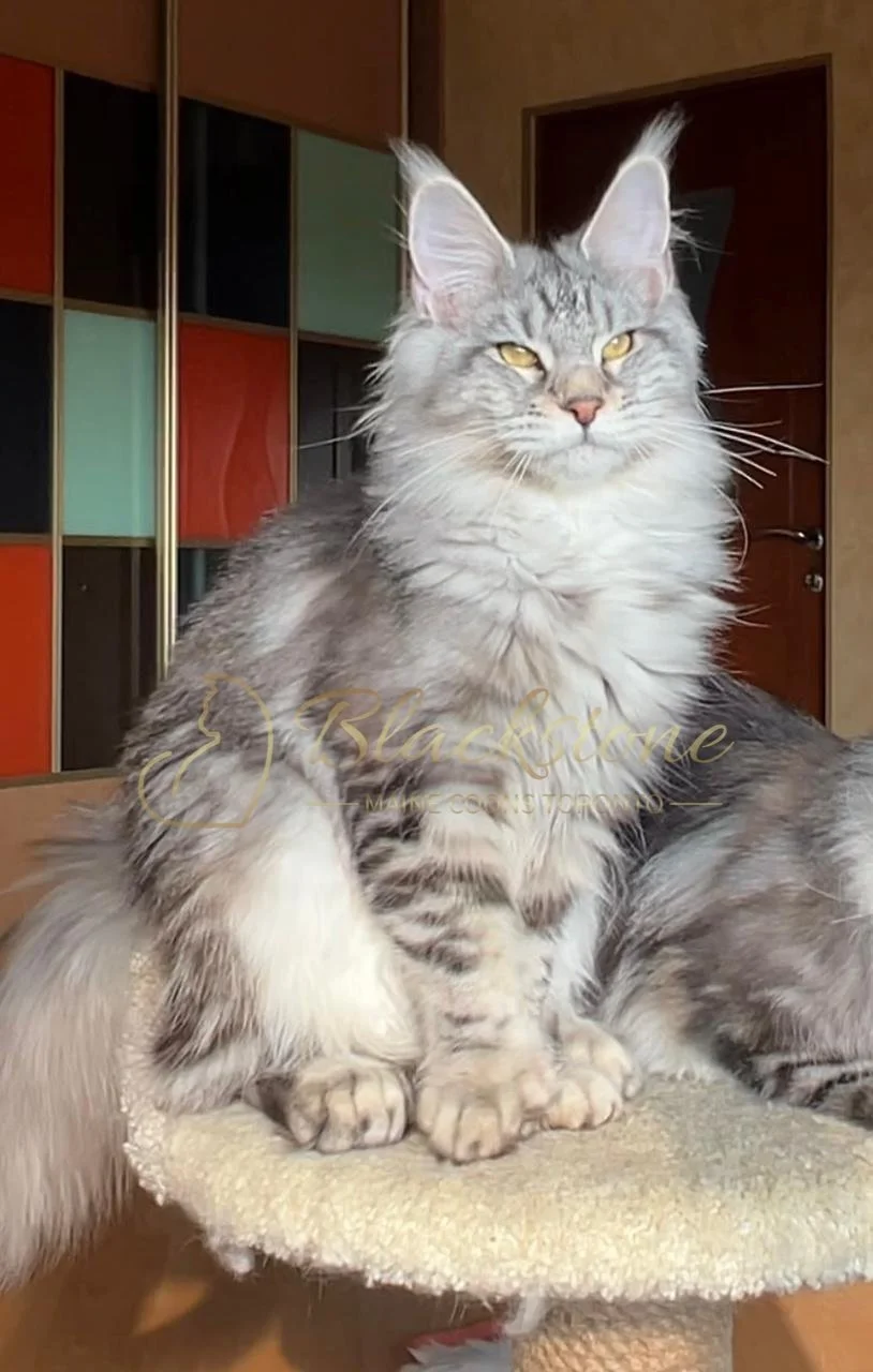 eZy Watermark_03-12-2025_06-18-31-5420PM.JPG