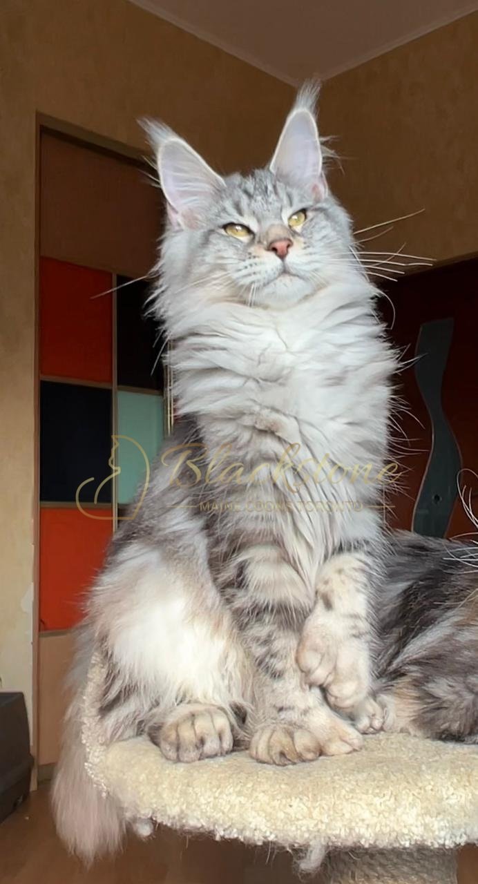 eZy Watermark_03-12-2025_06-18-31-6140PM.JPG