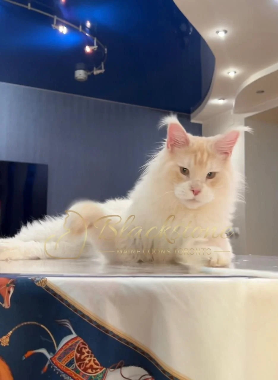 eZy Watermark_12-01-2026_09-10-09-9660PM.JPG