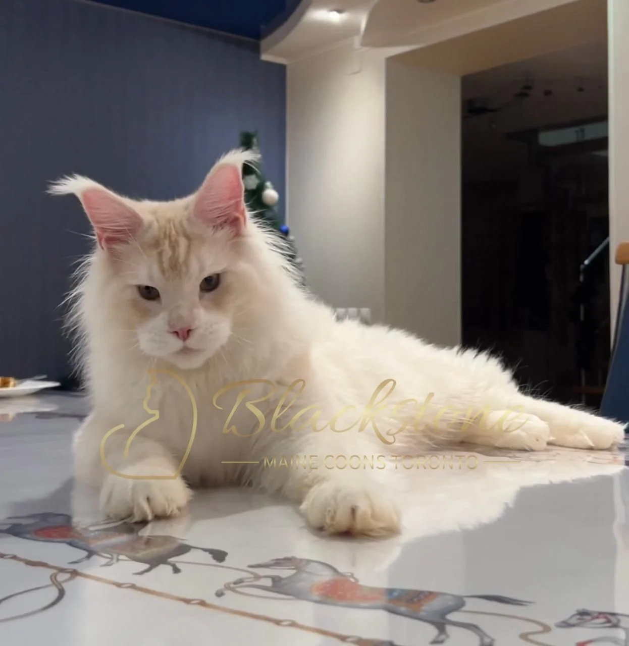 eZy Watermark_12-01-2026_09-10-10-1270PM.JPG