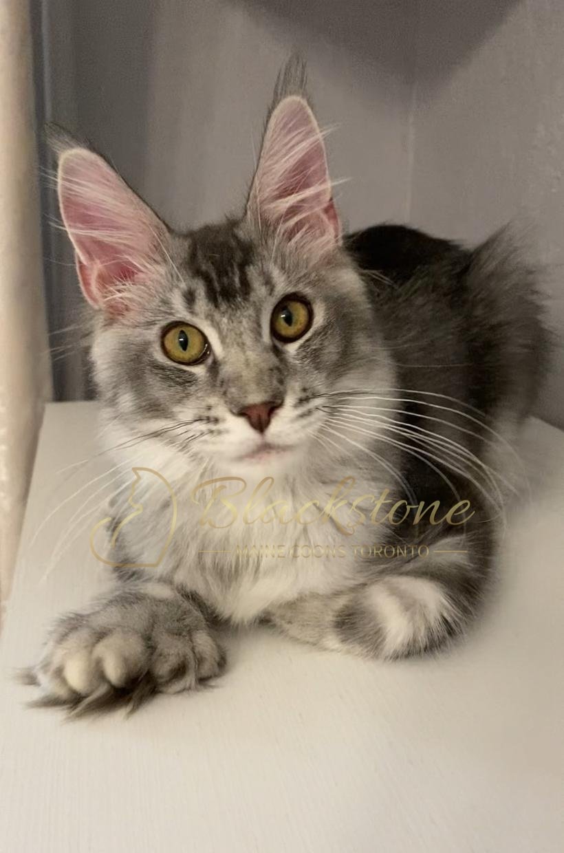 eZy Watermark_12-01-2026_09-10-15-3450PM.JPG