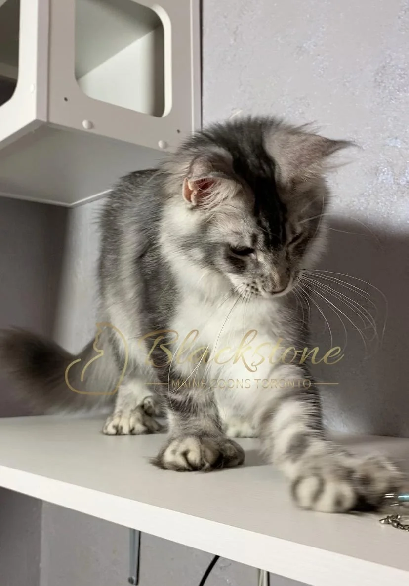 eZy Watermark_12-01-2026_09-10-15-4180PM.JPG