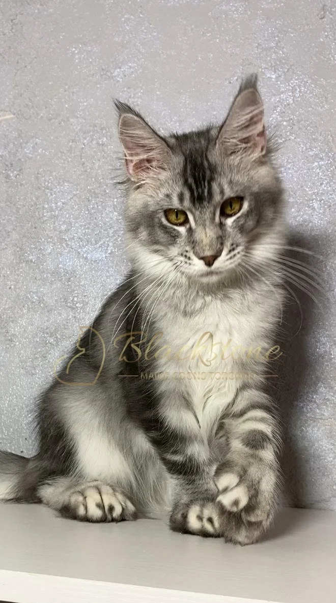 eZy Watermark_12-01-2026_09-10-15-5690PM.JPG