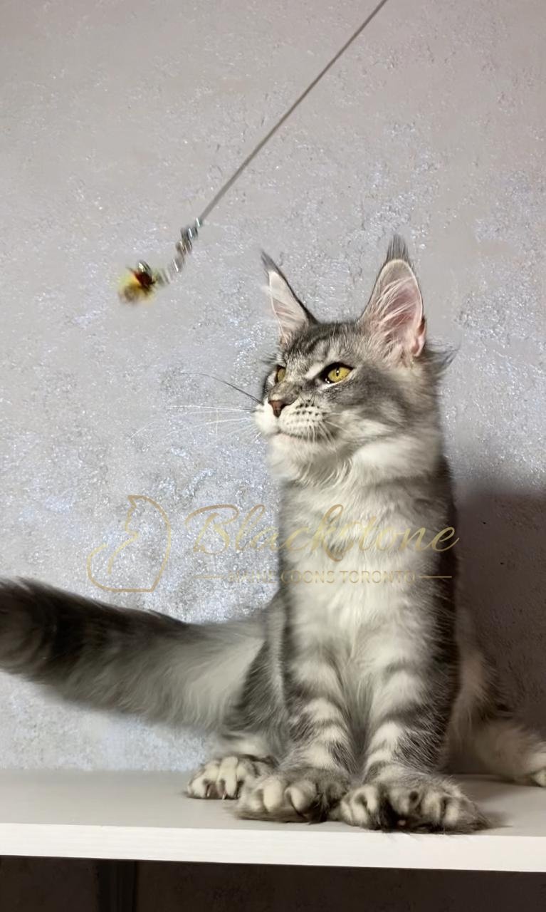 eZy Watermark_12-01-2026_09-10-15-6460PM.JPG