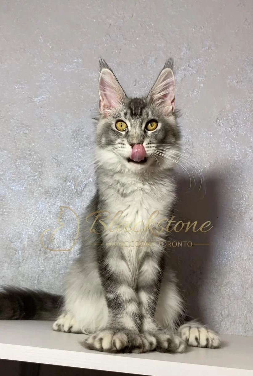 eZy Watermark_12-01-2026_09-10-15-7210PM.JPG