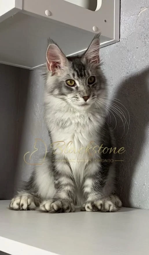 eZy Watermark_12-01-2026_09-10-15-7890PM.JPG