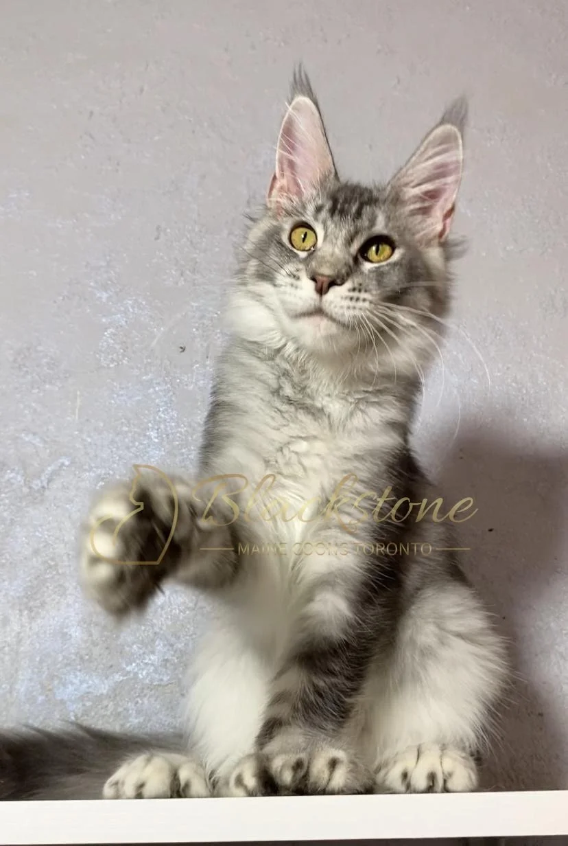 eZy Watermark_12-01-2026_09-10-15-8600PM.JPG