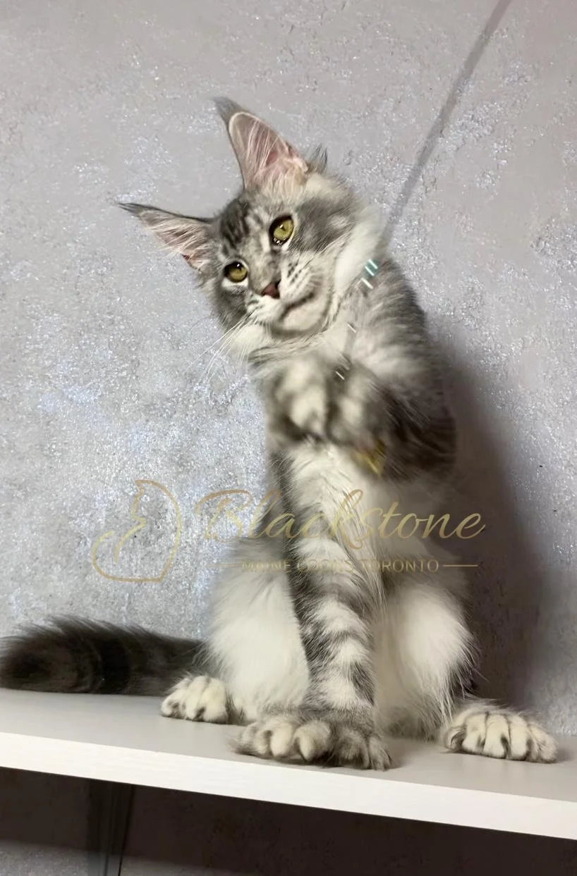 eZy Watermark_12-01-2026_09-10-15-9350PM.JPG