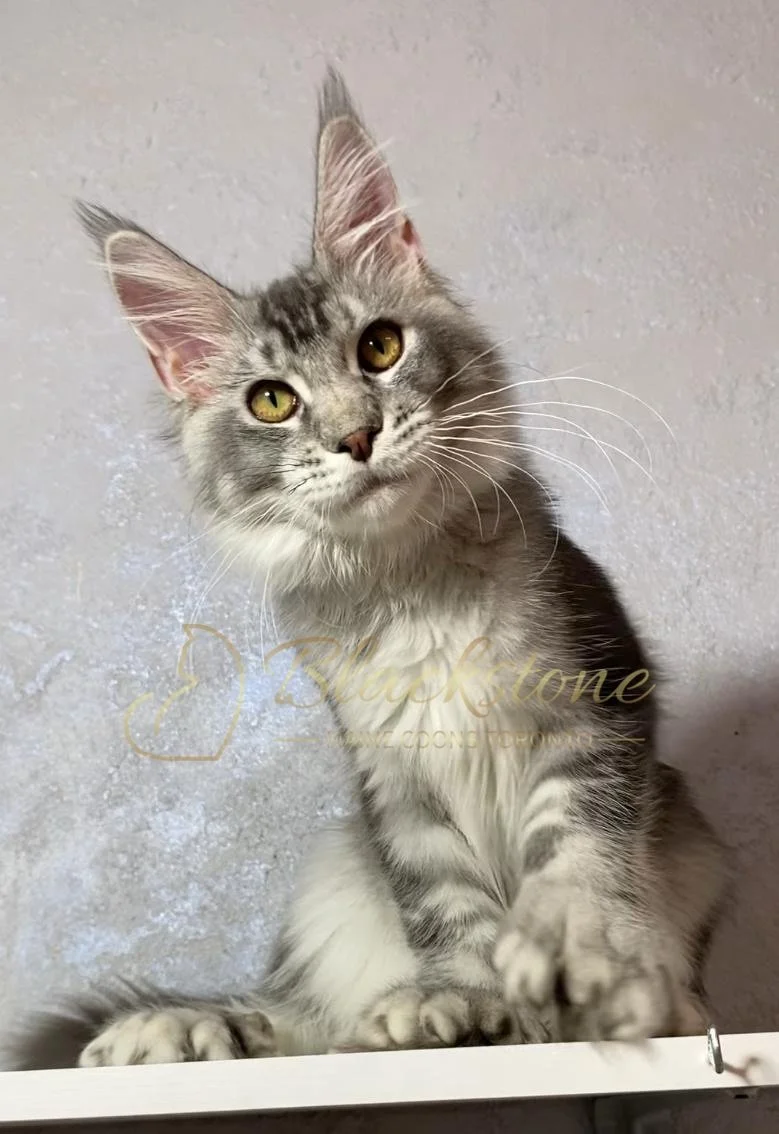 eZy Watermark_12-01-2026_09-10-16-1550PM.JPG