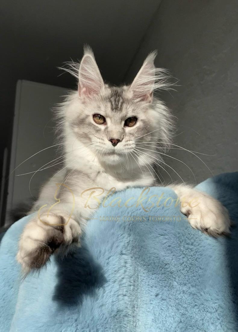 eZy Watermark_12-01-2026_09-10-16-2280PM.JPG