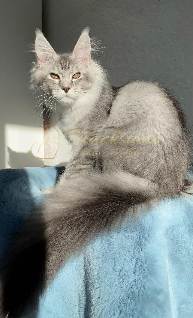 eZy Watermark_12-01-2026_09-10-16-3010PM.JPG