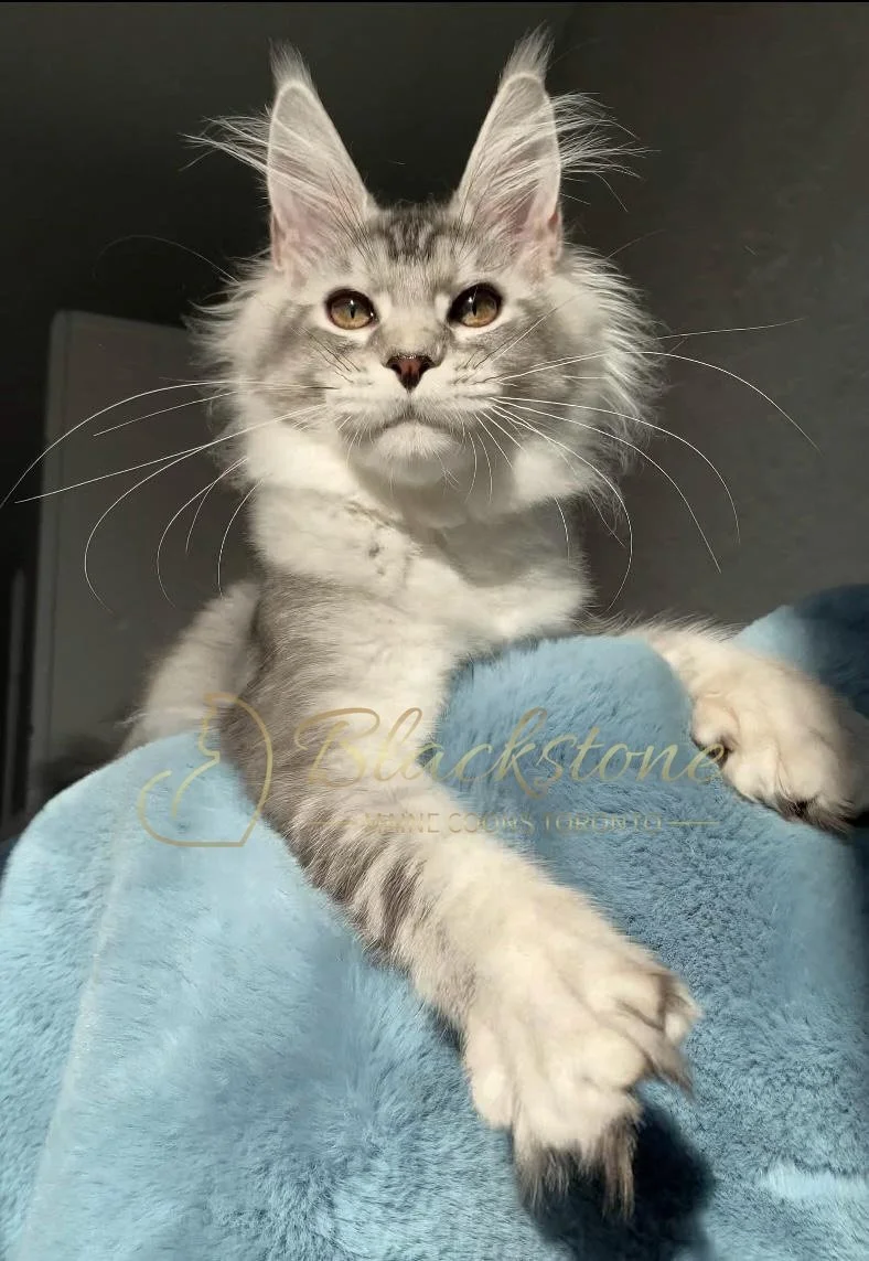 eZy Watermark_12-01-2026_09-10-16-6040PM.JPG